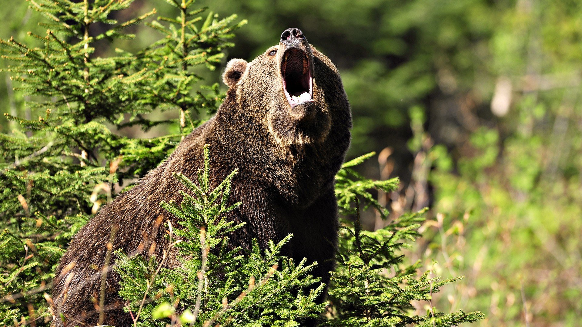 Free Download Bear Wallpaper Id - Angry Bear In Forest , HD Wallpaper & Backgrounds
