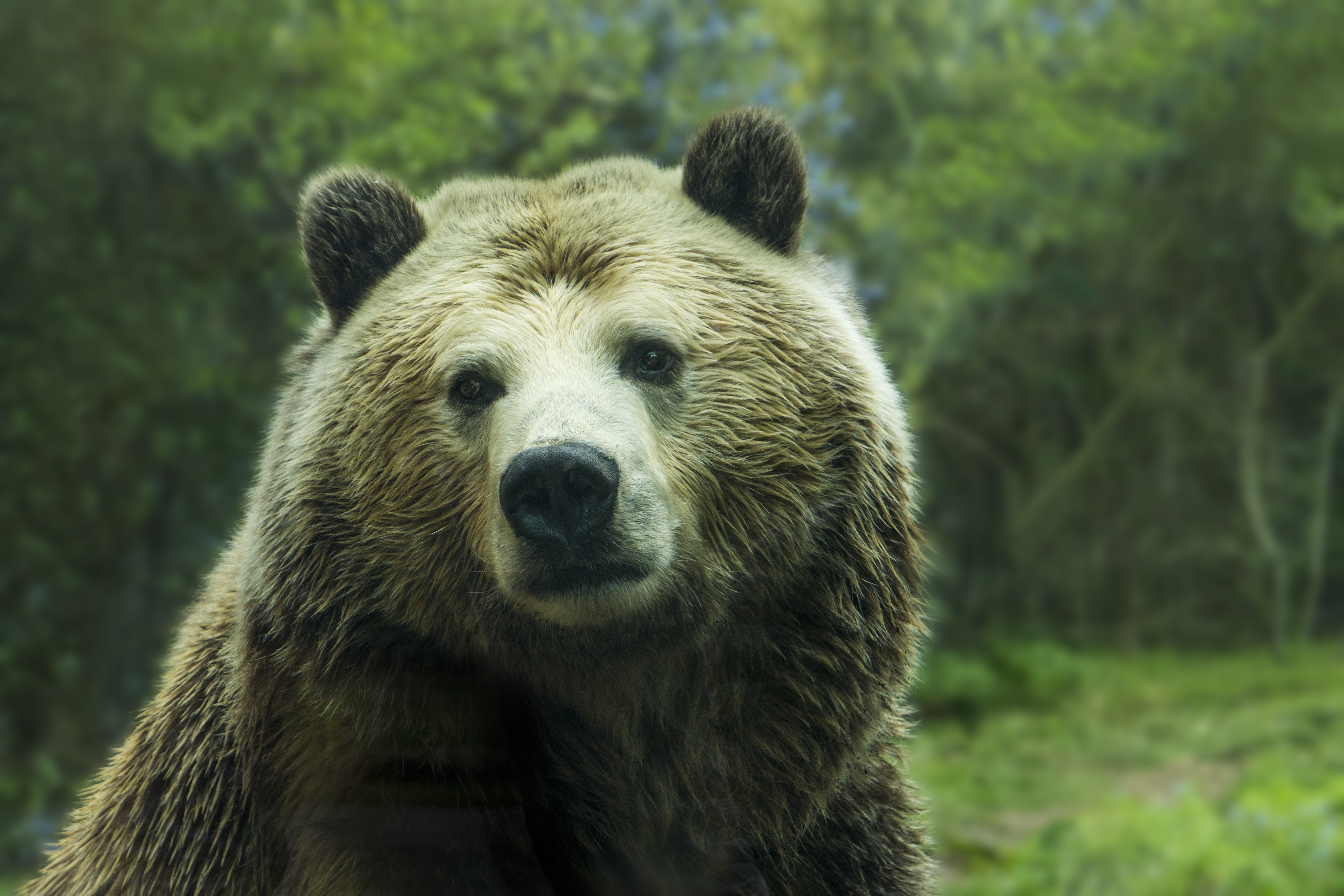 Grizzly Bear , HD Wallpaper & Backgrounds