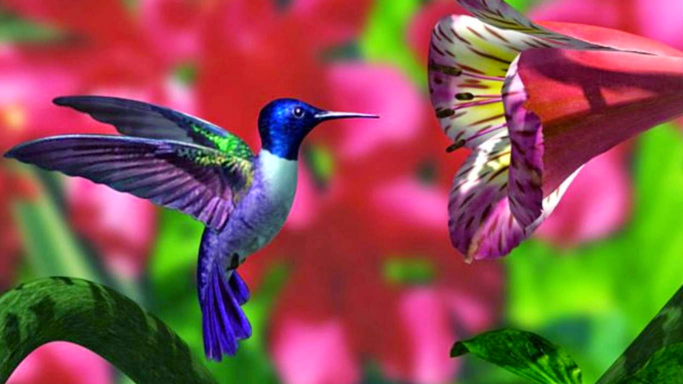 Hummingbird Wallpaper Hd Computer Pc Desktop Wallpaper - Desktop Backgrounds Hummingbird , HD Wallpaper & Backgrounds