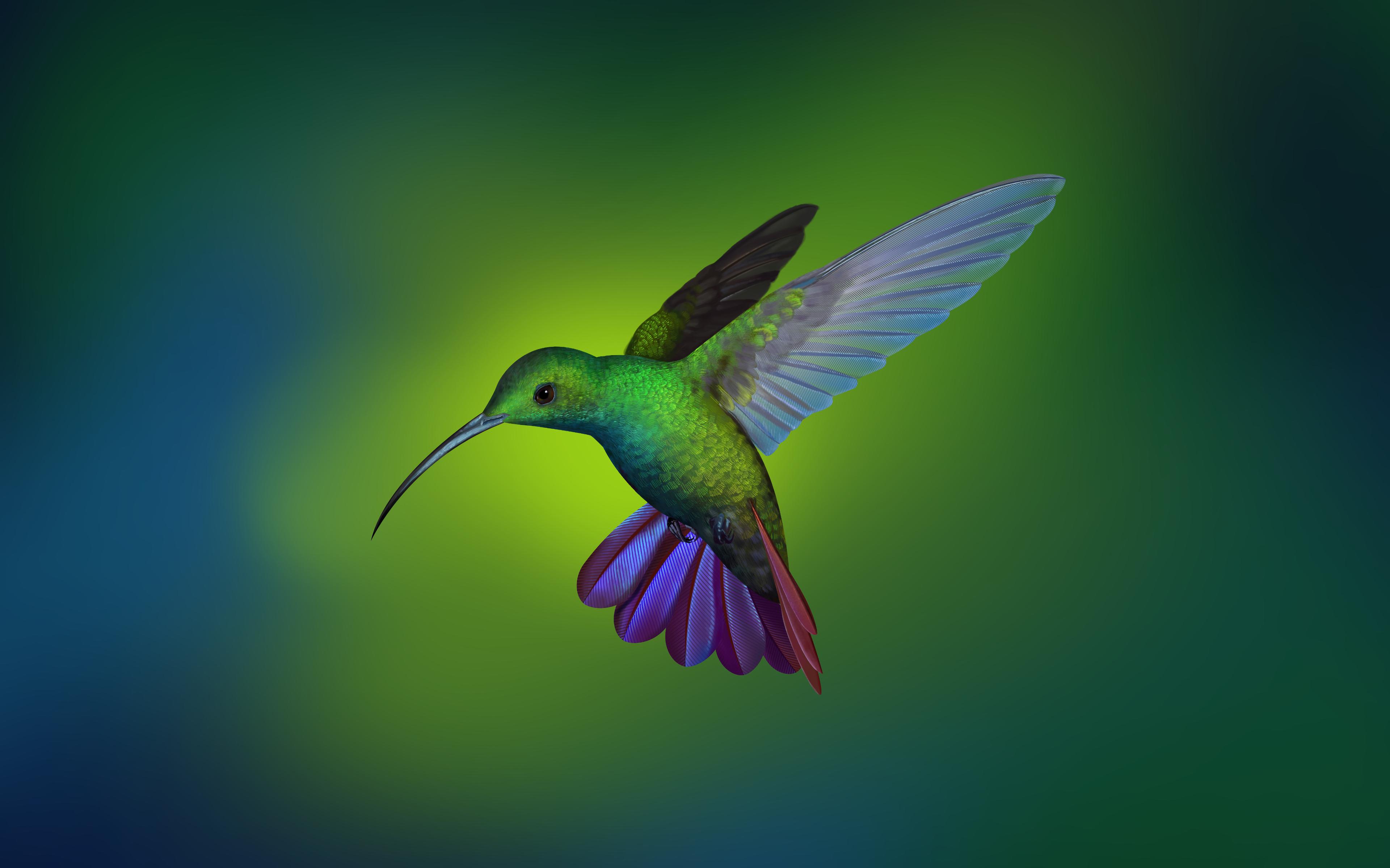 Hummingbird 4k , HD Wallpaper & Backgrounds