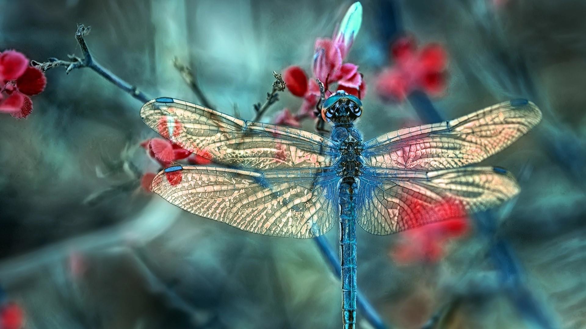 1920x1080, Dragonfly - Dragonfly Background , HD Wallpaper & Backgrounds