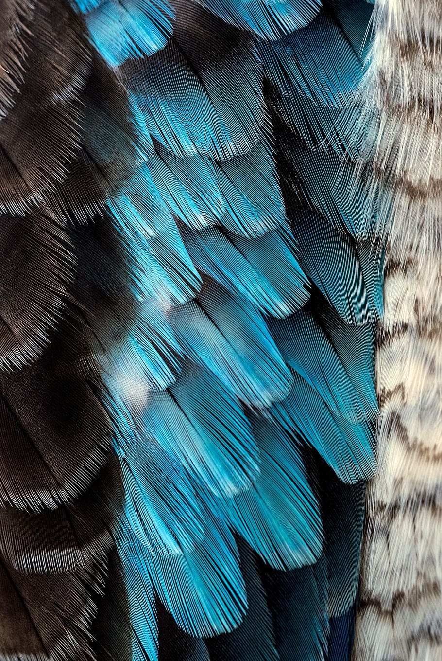 Black And Blue Feather, Feather Detail, Blue Plumage, - Blue Feather , HD Wallpaper & Backgrounds