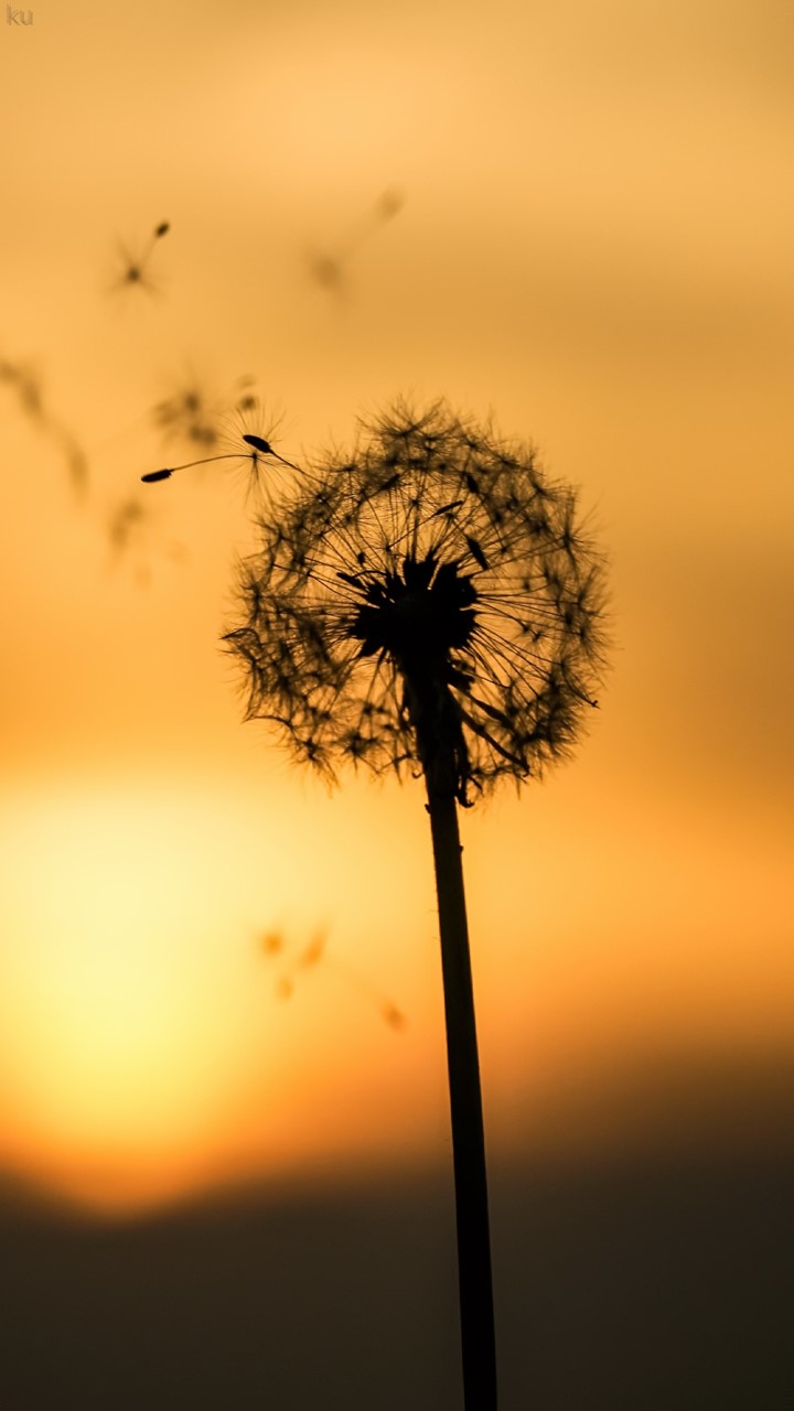 Ranked Dandelion Wallpaper Galaxy Note 10 Wall 52 - Dandelion Wallpaper For Phone , HD Wallpaper & Backgrounds