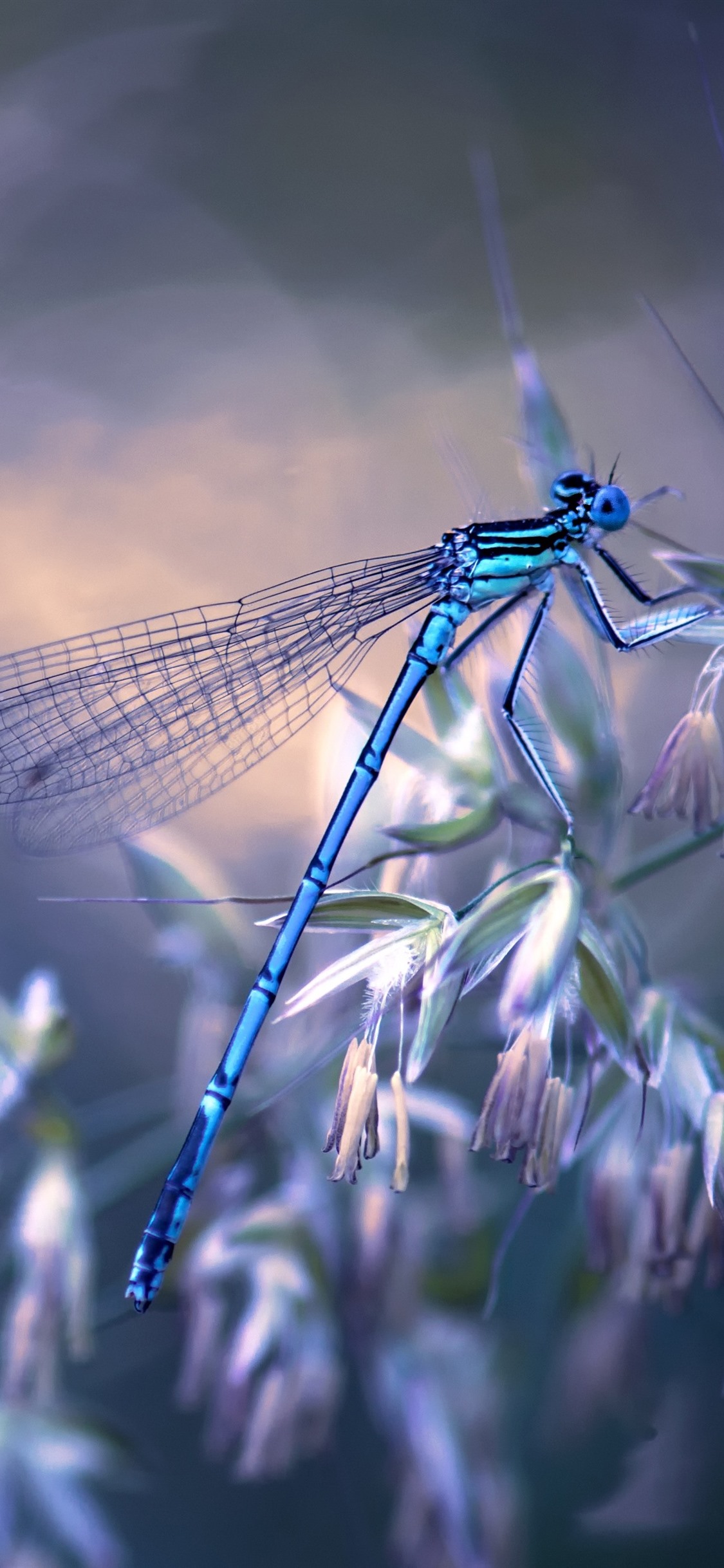 Dragonfly , HD Wallpaper & Backgrounds