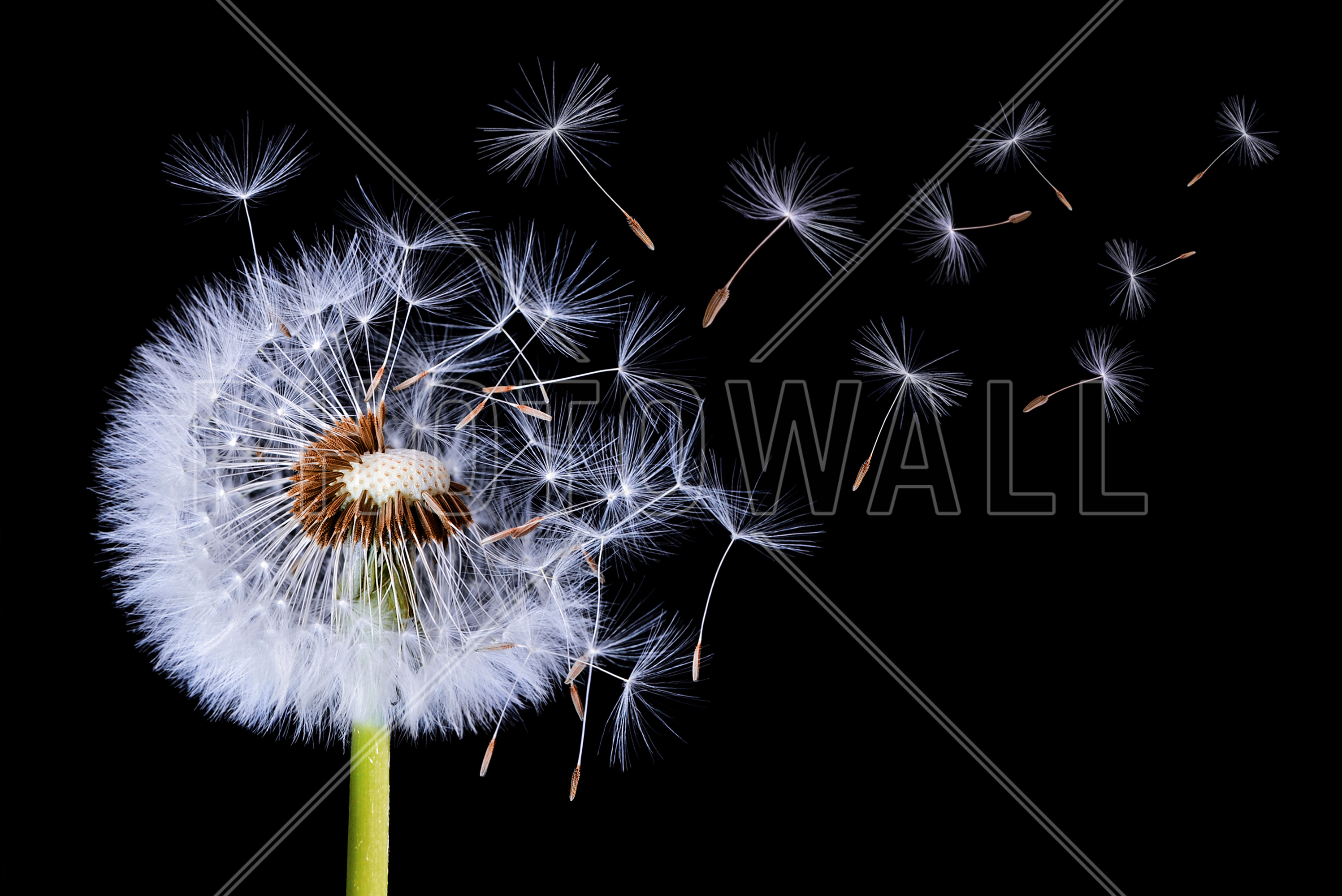 Dandelion Blowing - Wallpaper - Dandelions On Black Background , HD Wallpaper & Backgrounds