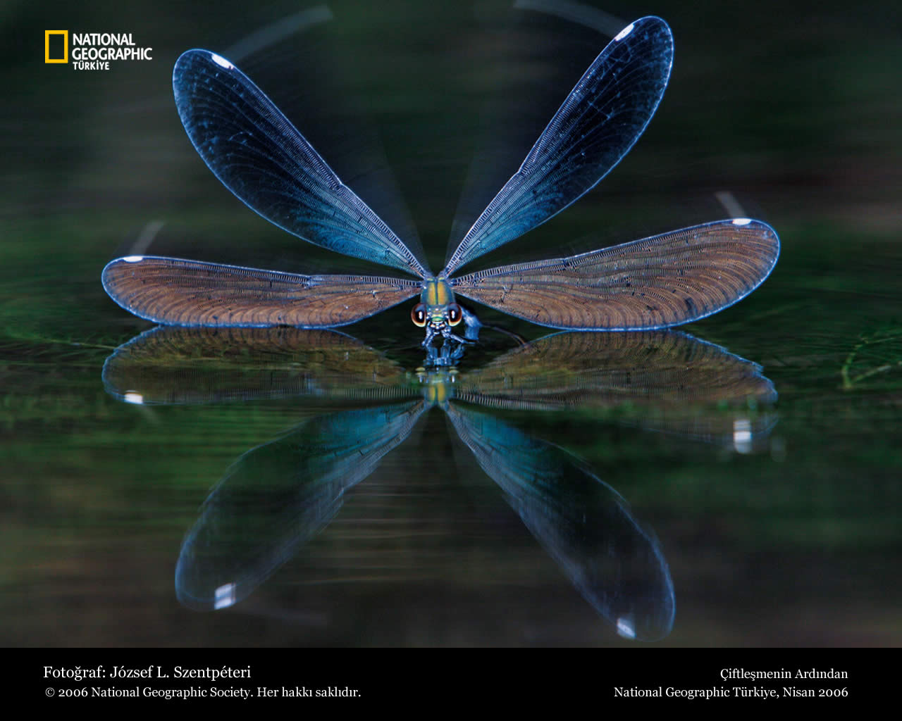 Funny Dragonfly Wallpaper For Desktop - Dragonfly Pictures National Geographic , HD Wallpaper & Backgrounds