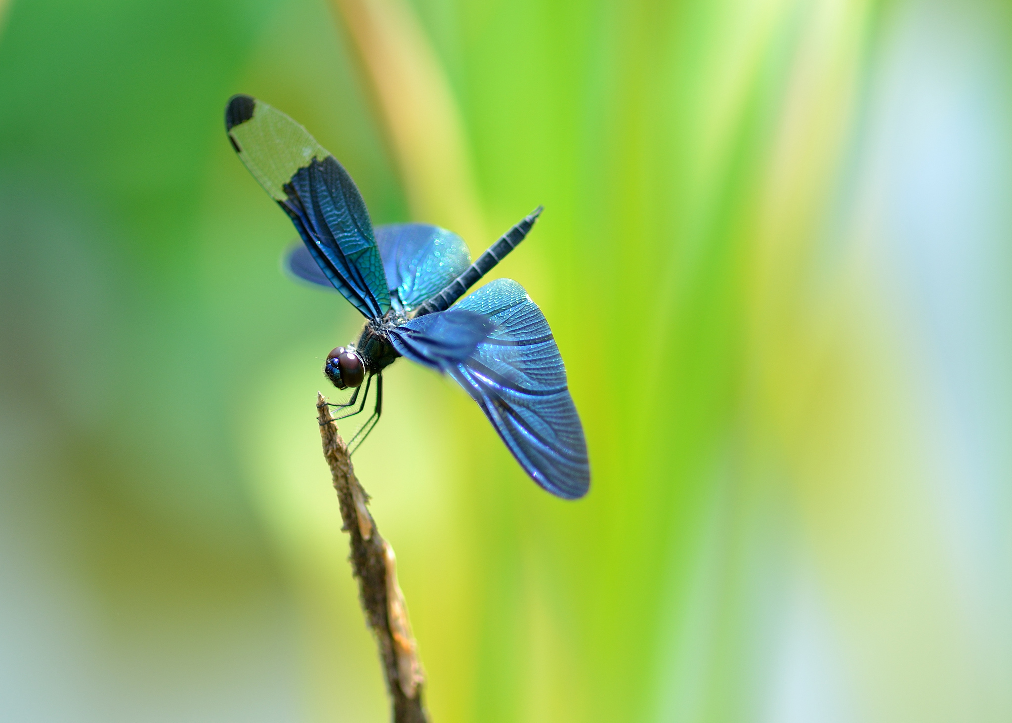 Insects Dragonflies Animals Dragonfly Wallpaper - Dragon Flies High Quality , HD Wallpaper & Backgrounds
