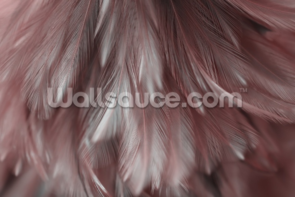Ash Pink Feather Mural Wallpaper - Close-up , HD Wallpaper & Backgrounds