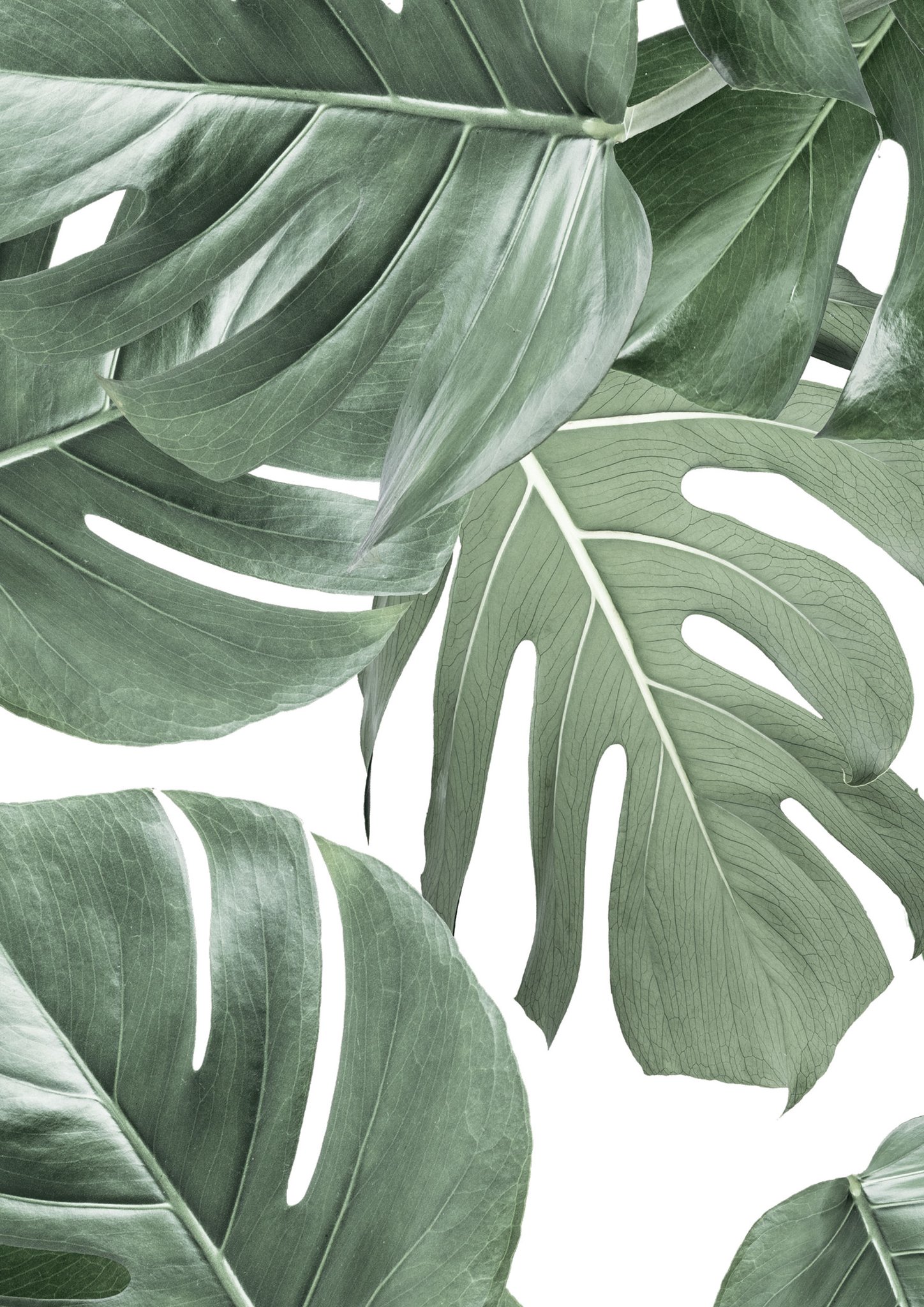 Botanical Wallpaper White , HD Wallpaper & Backgrounds