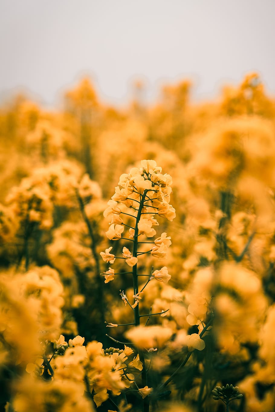 Plant, Flower, Blossom, Field, Landscape, Nature, Mustard, - Adore You Lyrics Harry Styles , HD Wallpaper & Backgrounds