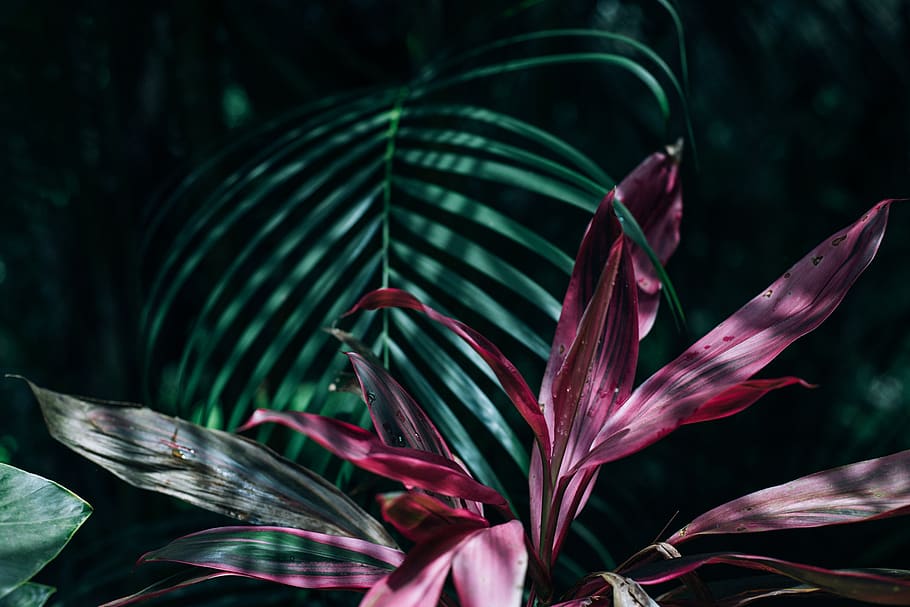 Pink And Green Linear Leaf Plants, Beautiful, Botanical, - Trpoical Plants , HD Wallpaper & Backgrounds
