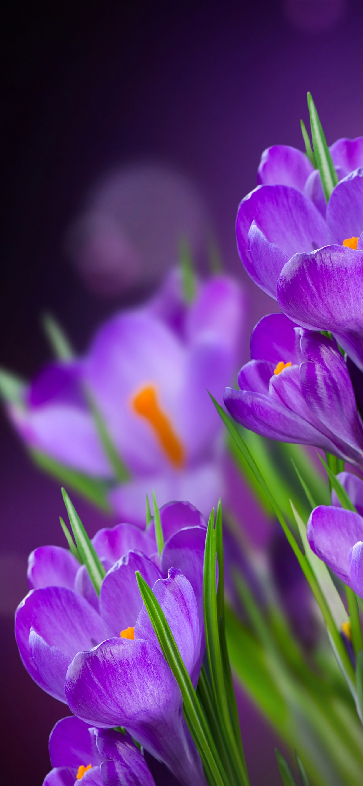 Iphone 11 Wallpaper Purple Flowers , HD Wallpaper & Backgrounds