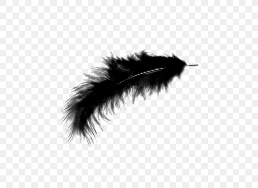 Black Feather Transparent Background , HD Wallpaper & Backgrounds