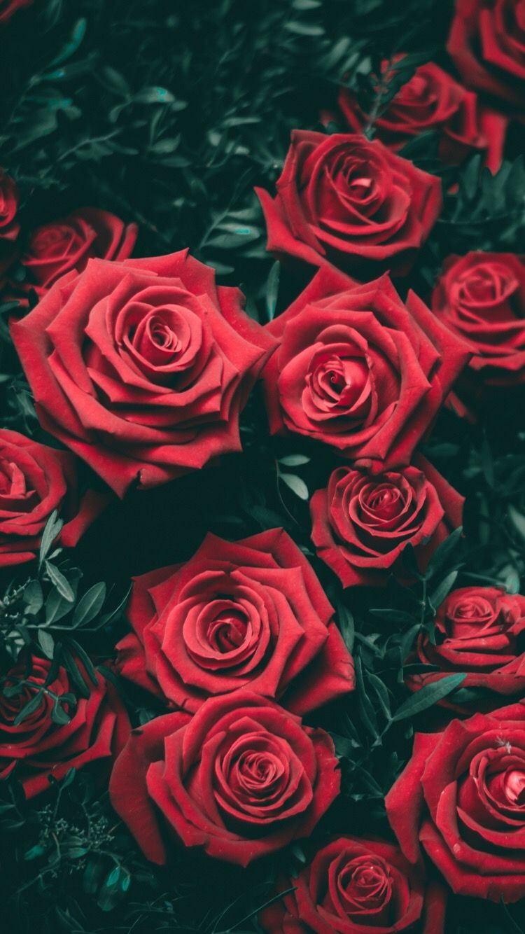 Rose Wallpaper Flower , HD Wallpaper & Backgrounds
