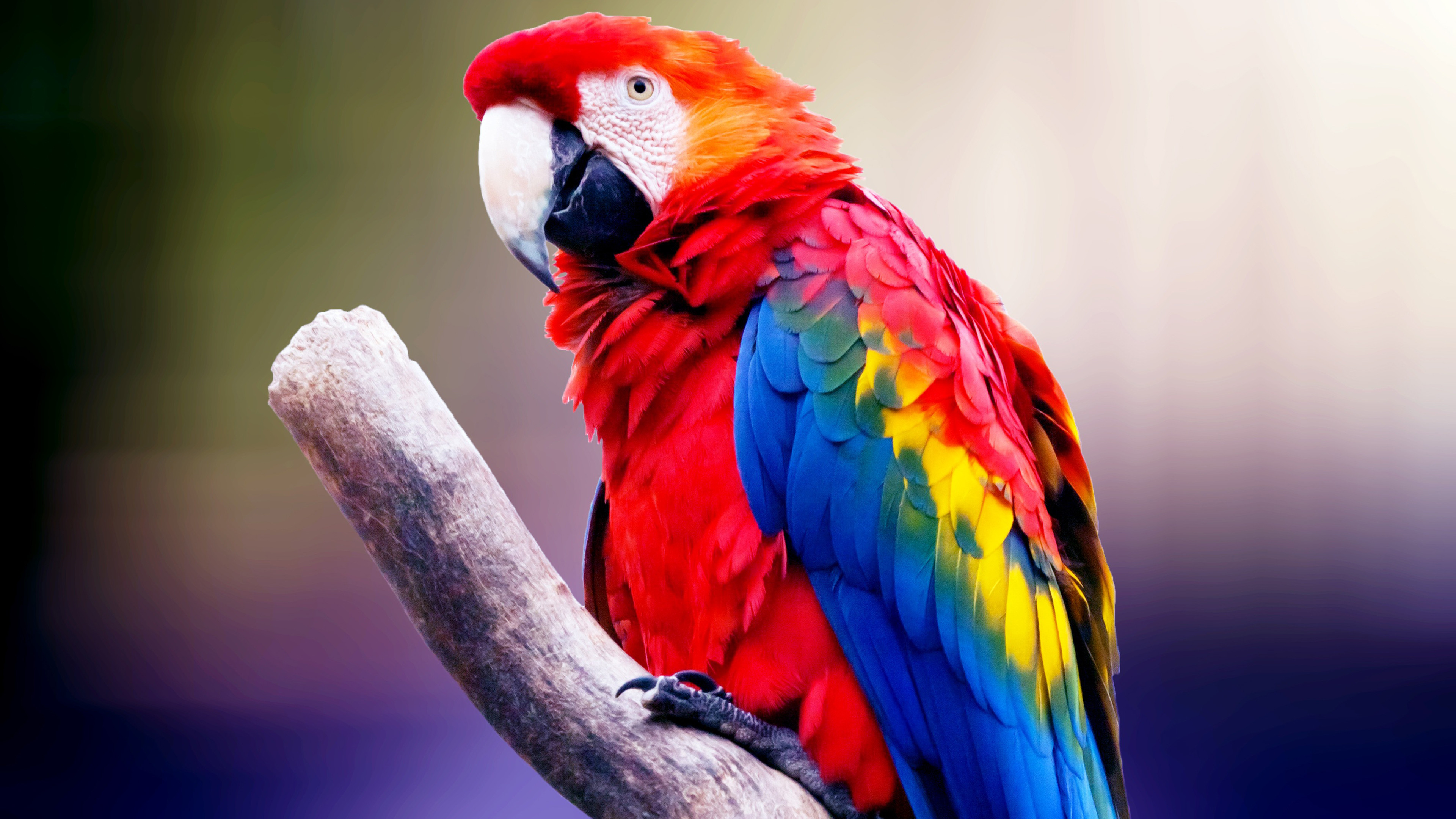 3840x2160, Macaw Parrot 4k 
 Data Id 
 Data Src /walls/full/3/8/3/344943 - Ultra Hd Parrot Hd , HD Wallpaper & Backgrounds