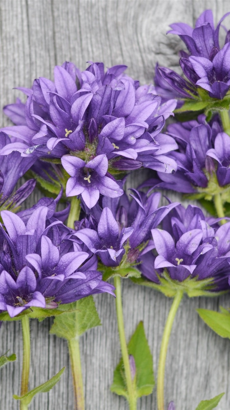 Purple Flower Wallpaper - Iphone Background Wallpaper Purple , HD Wallpaper & Backgrounds