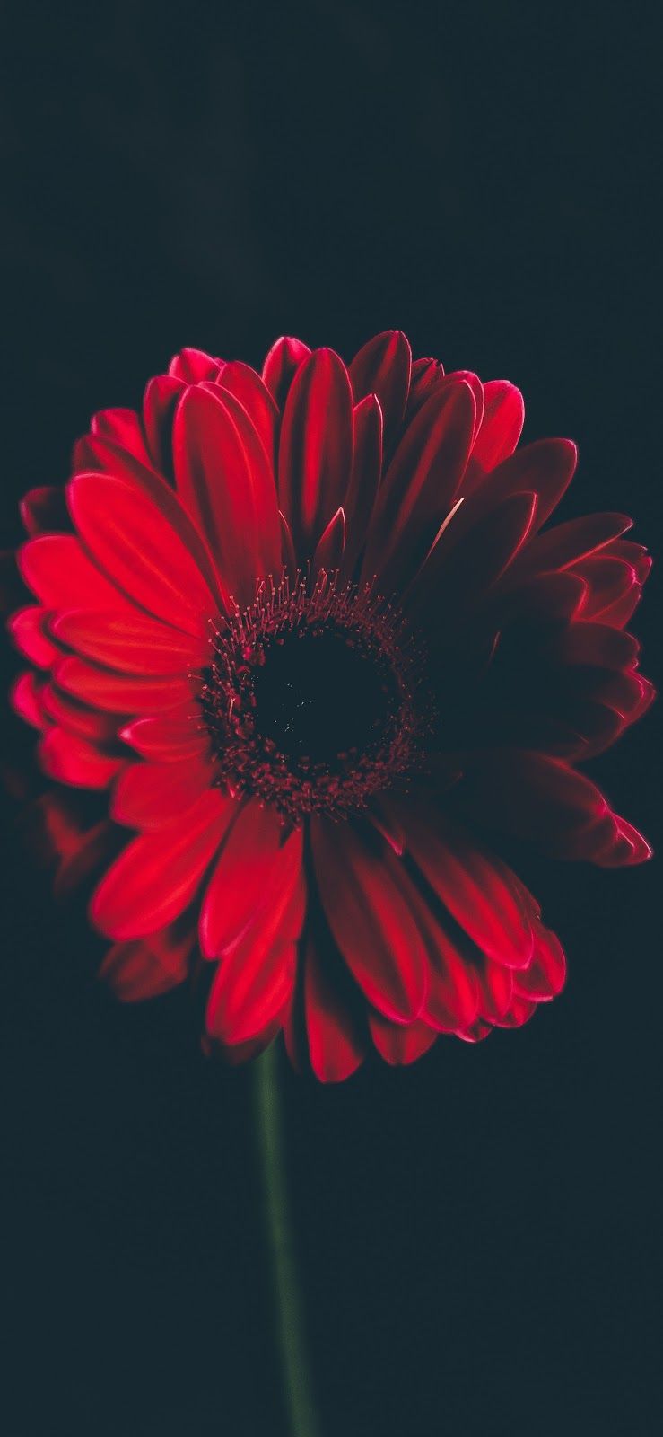 Red Flower Wallpaper Iphone , HD Wallpaper & Backgrounds