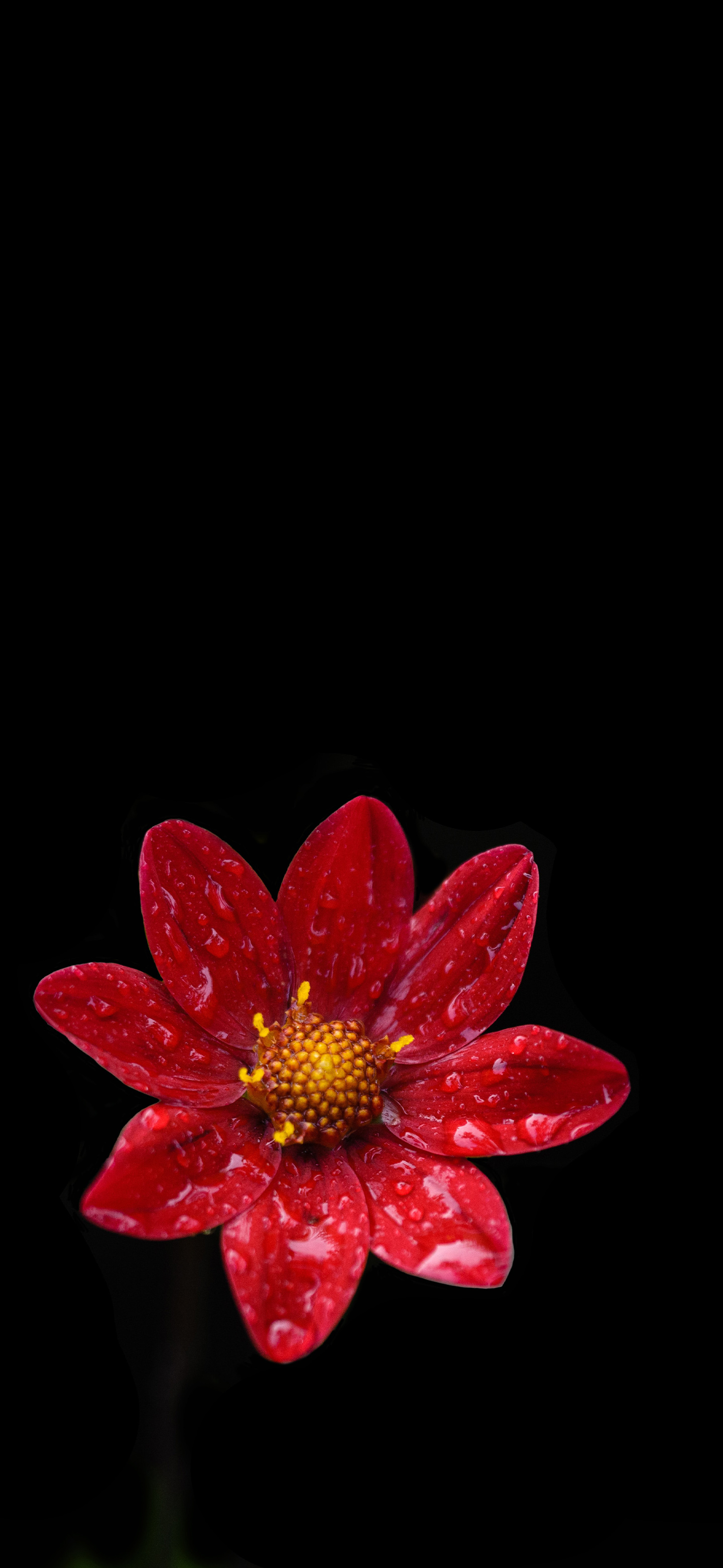Red Flower , HD Wallpaper & Backgrounds