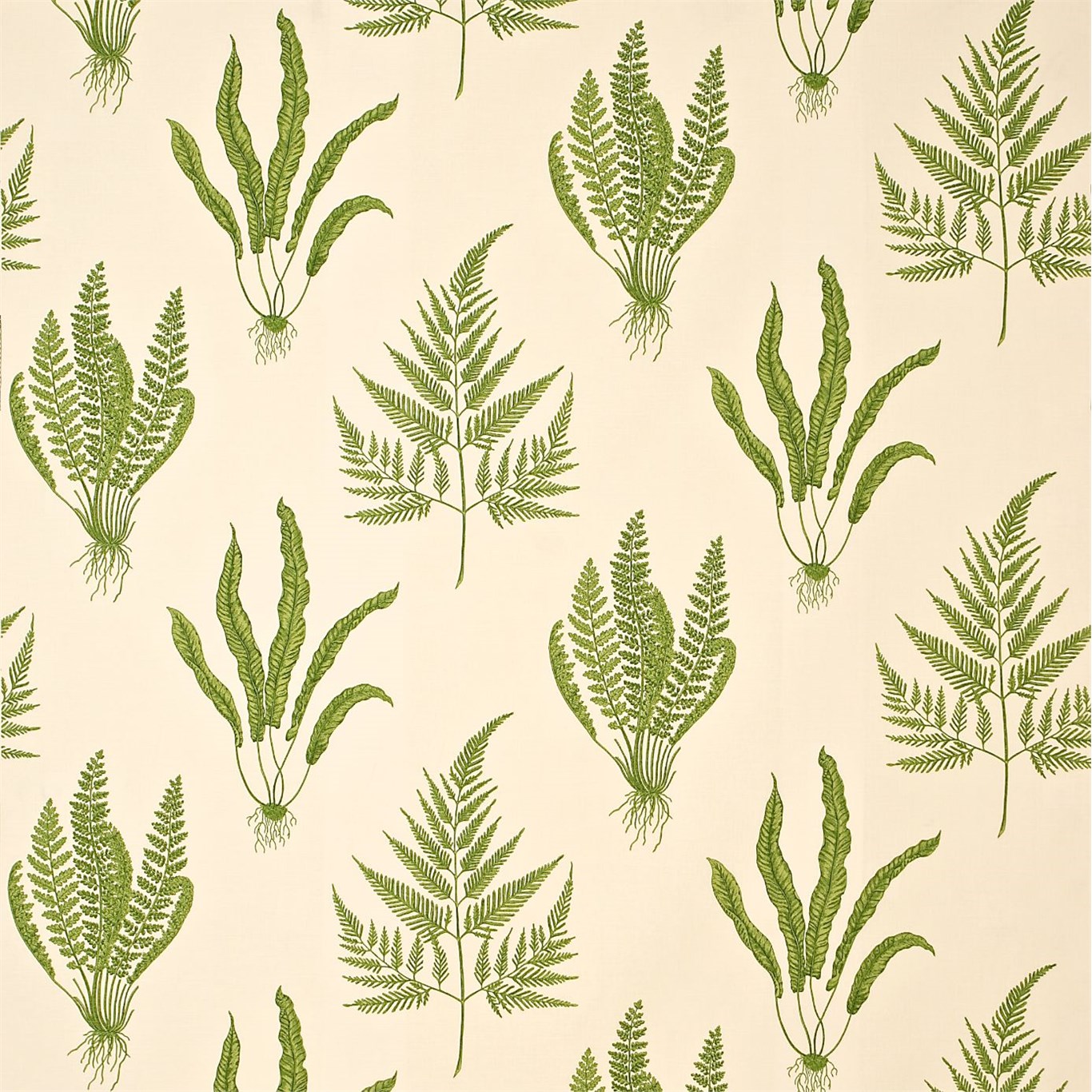 Fern Wallpaper Sanderson - Sanderson Woodland Ferns Fabric , HD Wallpaper & Backgrounds