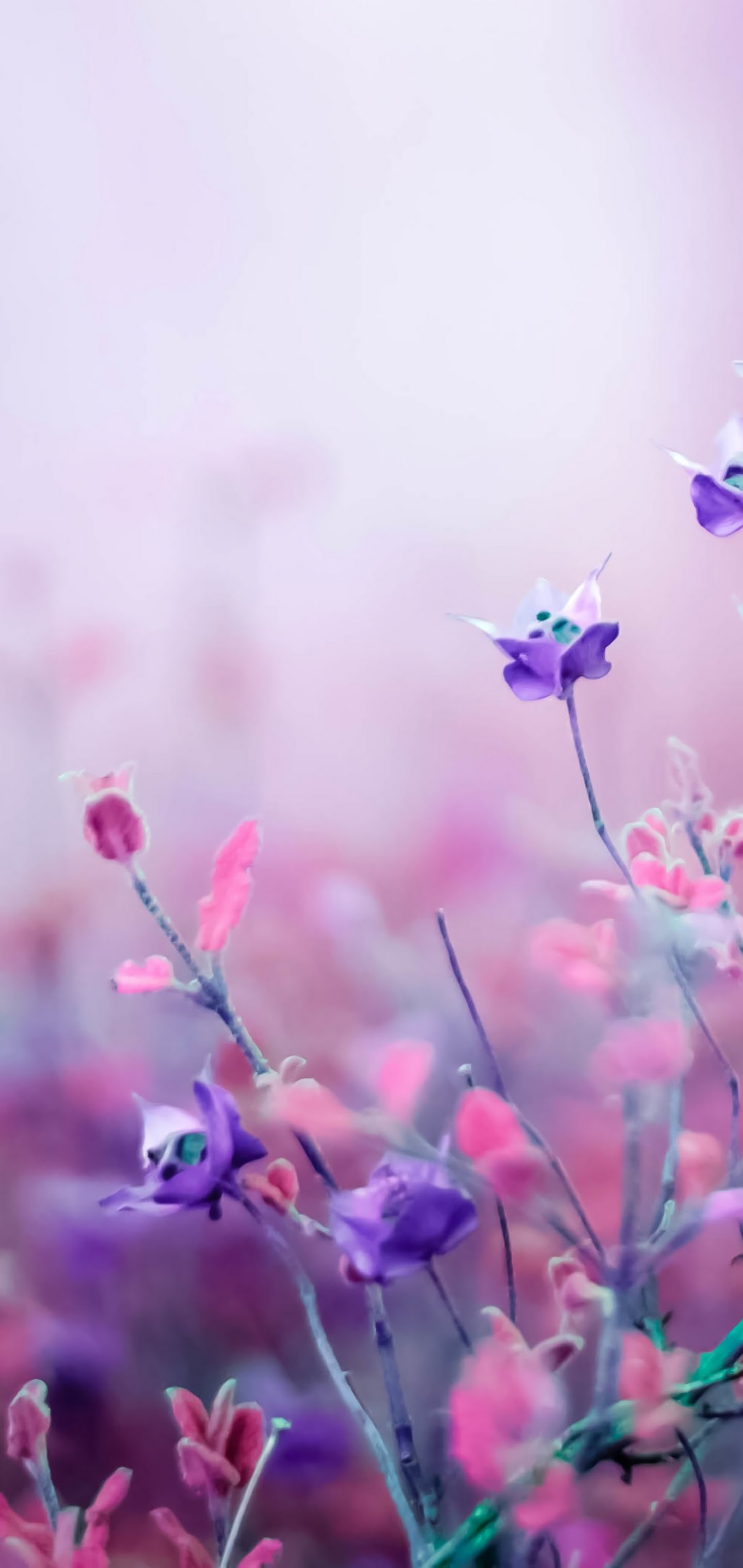 Purple Flower, 4k, 3840x2160, - Flower Nature Wallpaper Hd For Mobile , HD Wallpaper & Backgrounds