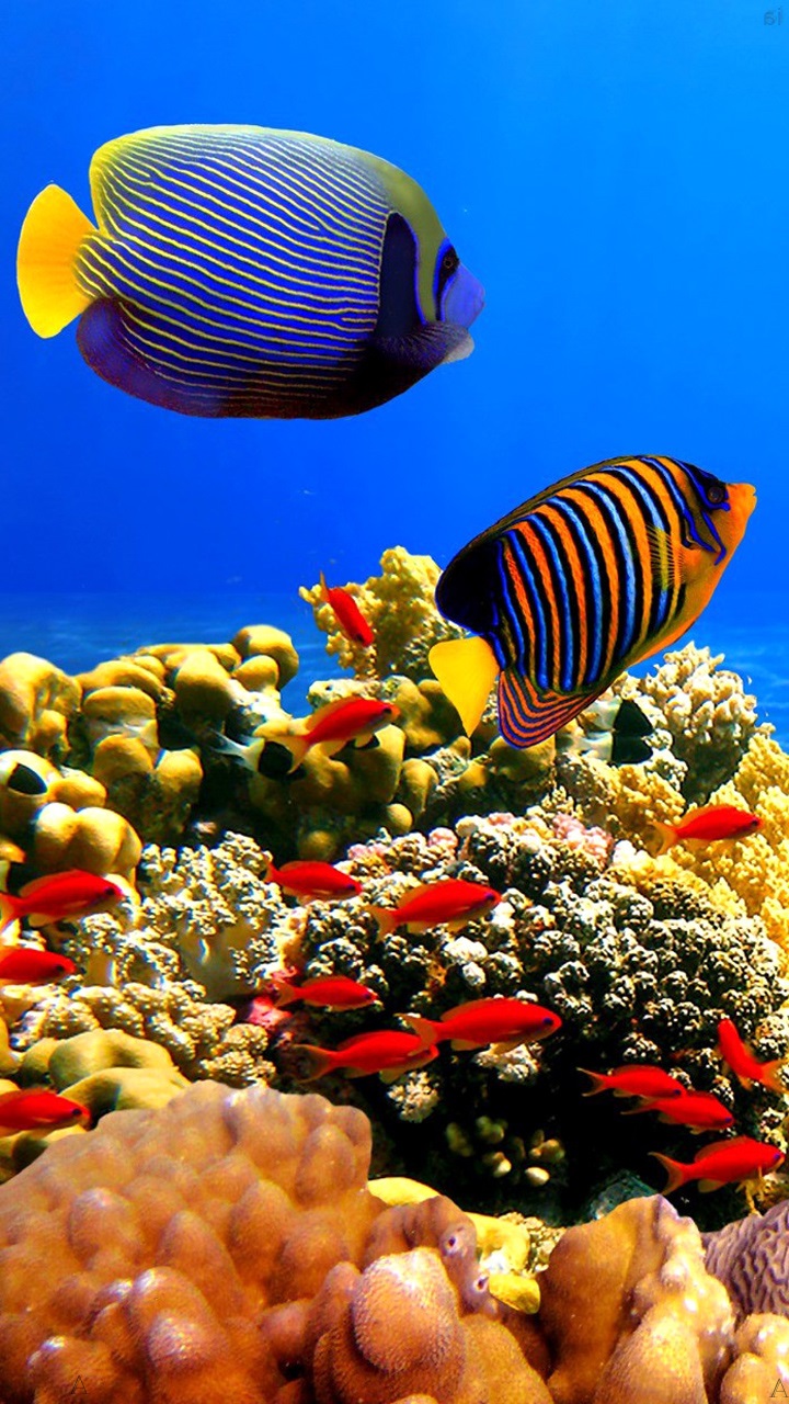 Sensory Aquarium Wallpaper Nature Fish Beach Wallpapers - Coral Reef Of Agatti Island , HD Wallpaper & Backgrounds