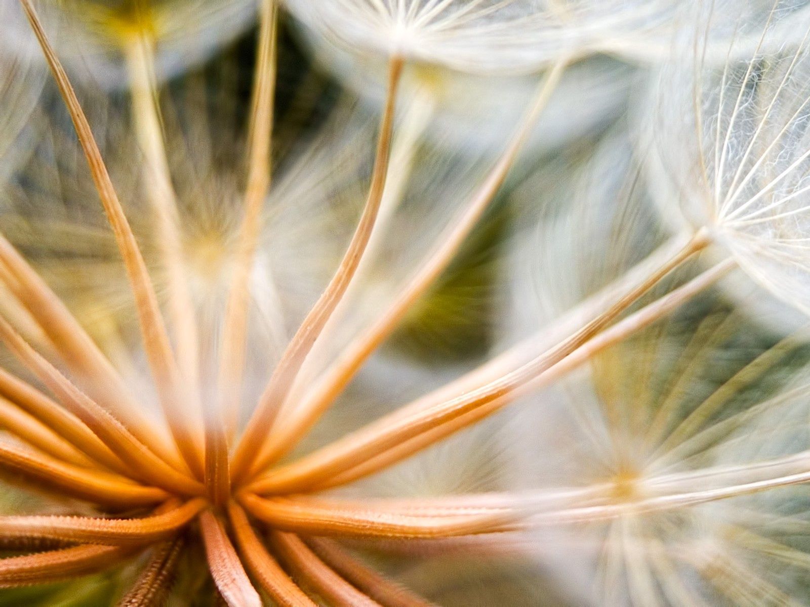 Wallpaper Seeds, Plants, Dandelion - خلفيات غلاف فيسبوك , HD Wallpaper & Backgrounds
