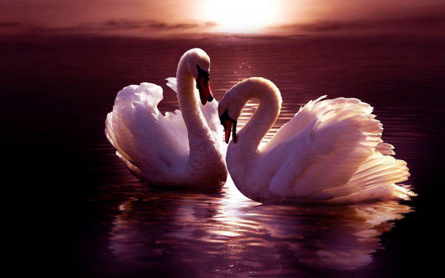 Swan Wallpaper - Swans - Background Swan - Lovely Pic Of Pair Birds , HD Wallpaper & Backgrounds