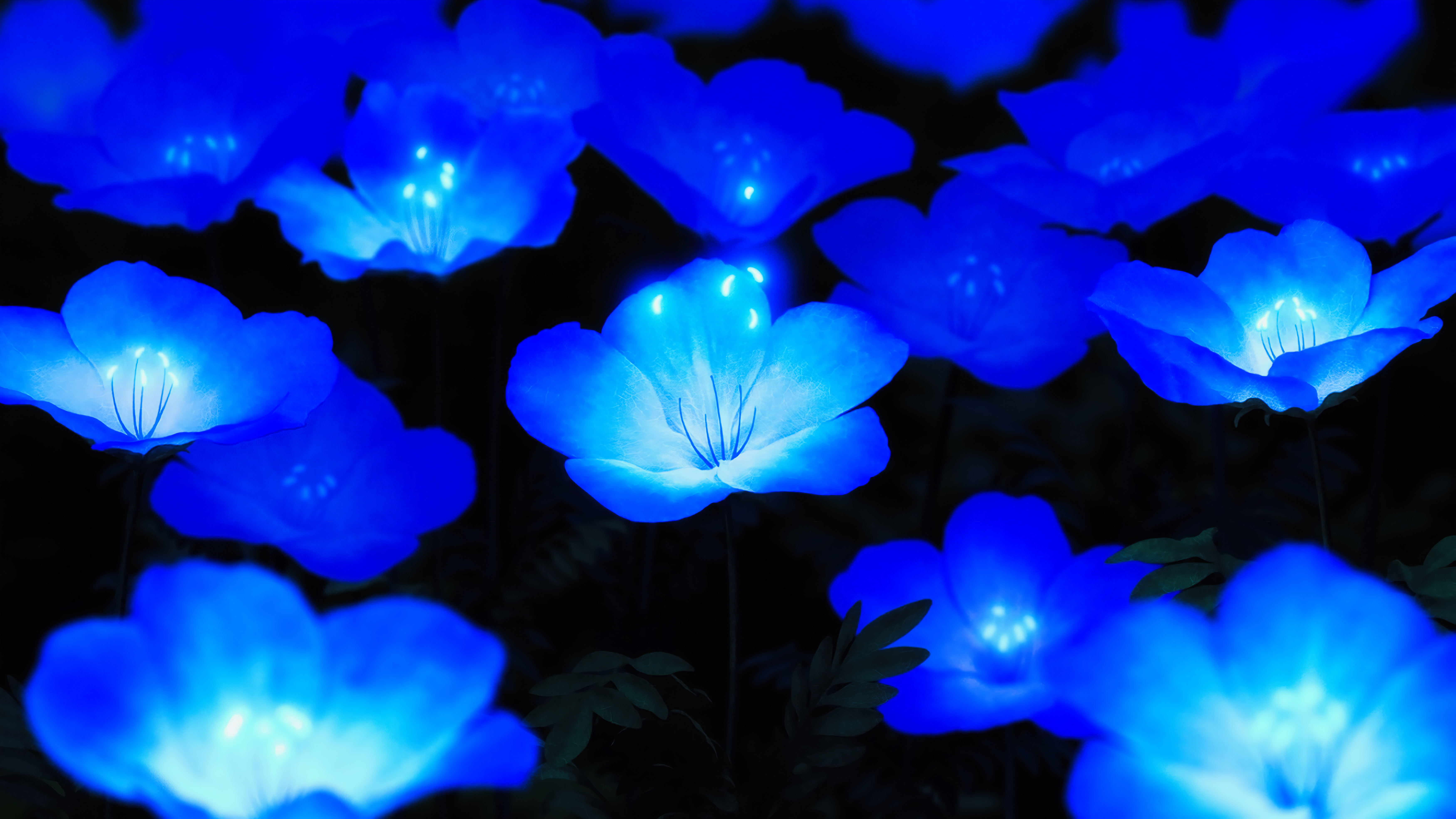 Blue Flowers At Night , HD Wallpaper & Backgrounds