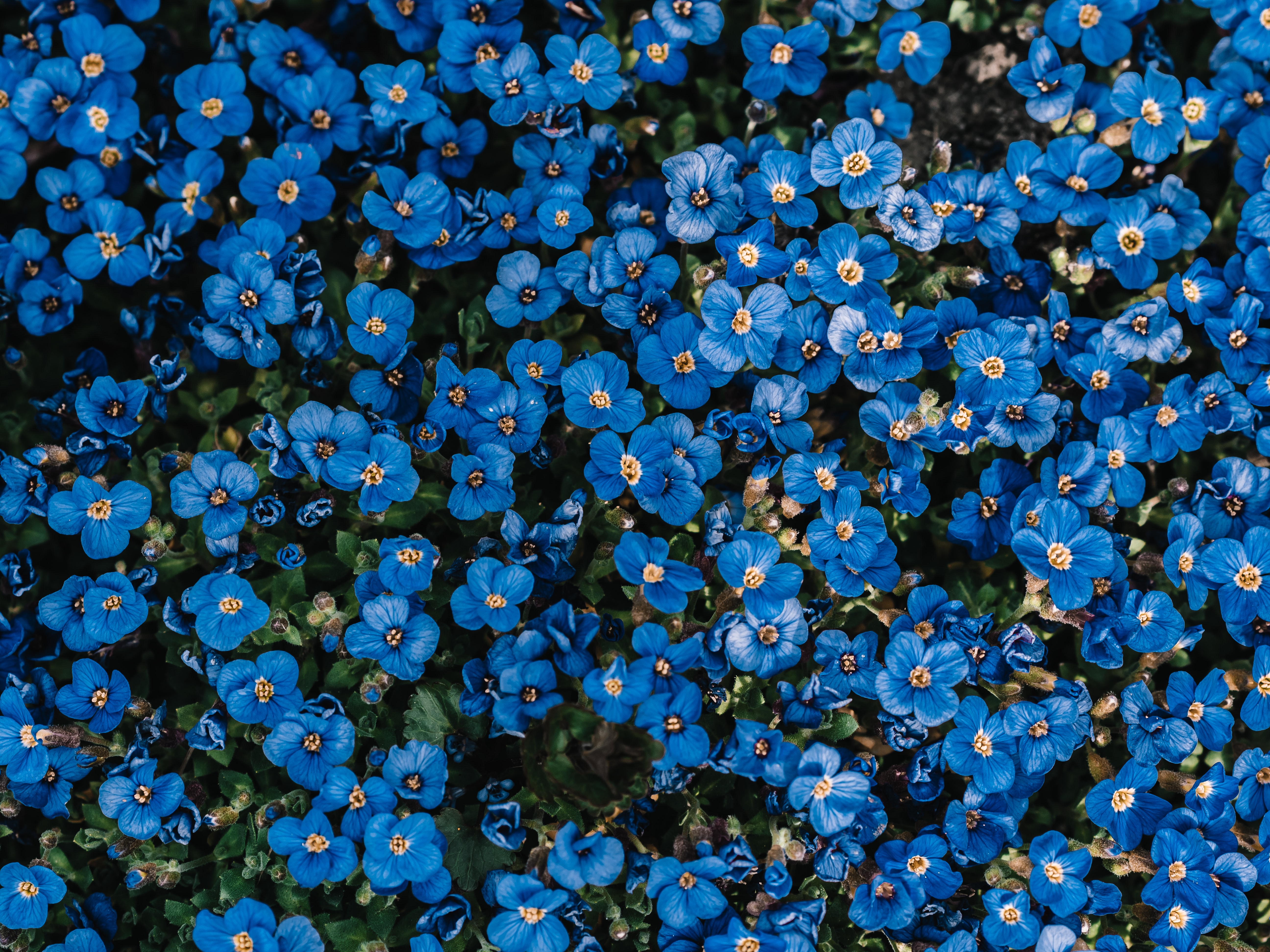 Blue Aesthetic Flower Background , HD Wallpaper & Backgrounds