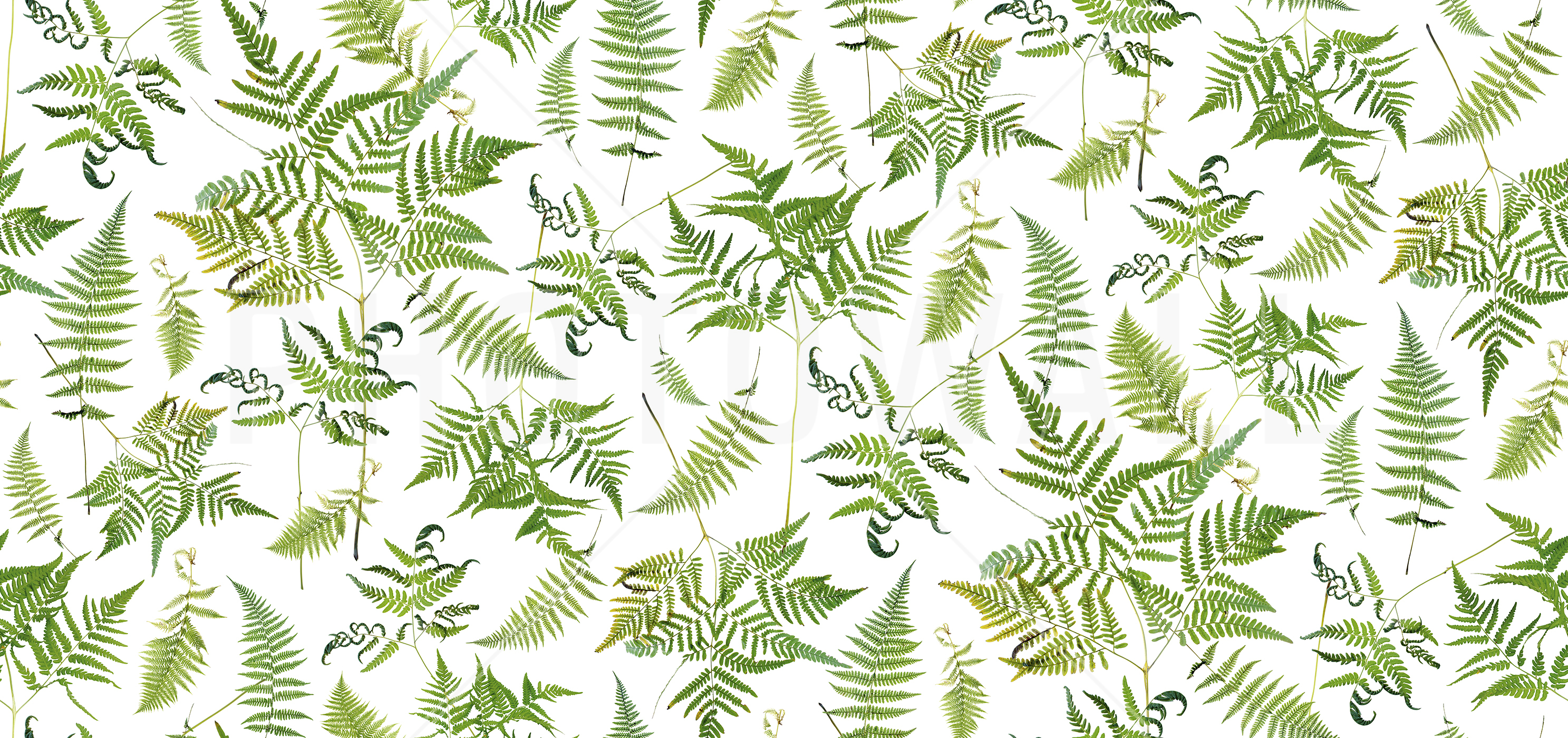 Fern Green - Wallpaper - Fern , HD Wallpaper & Backgrounds