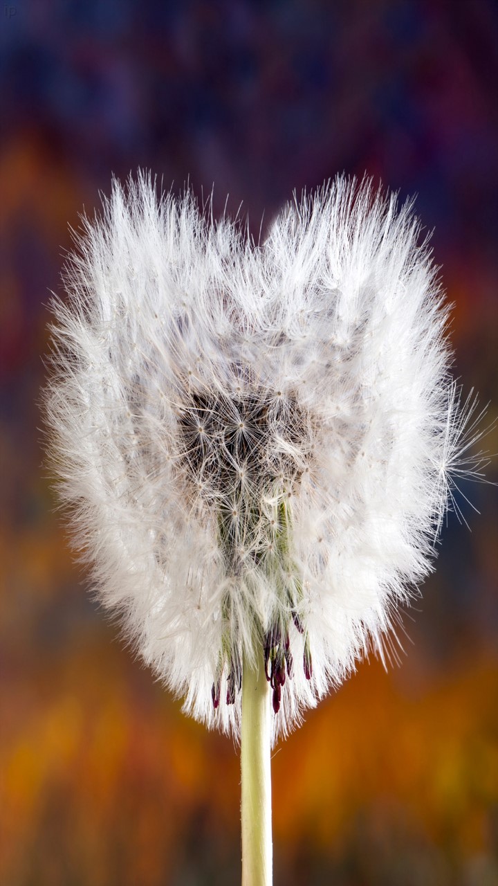 Quoted Dandelion Wallpaper Galaxy Note 10 Wall 50 - Dandelion , HD Wallpaper & Backgrounds