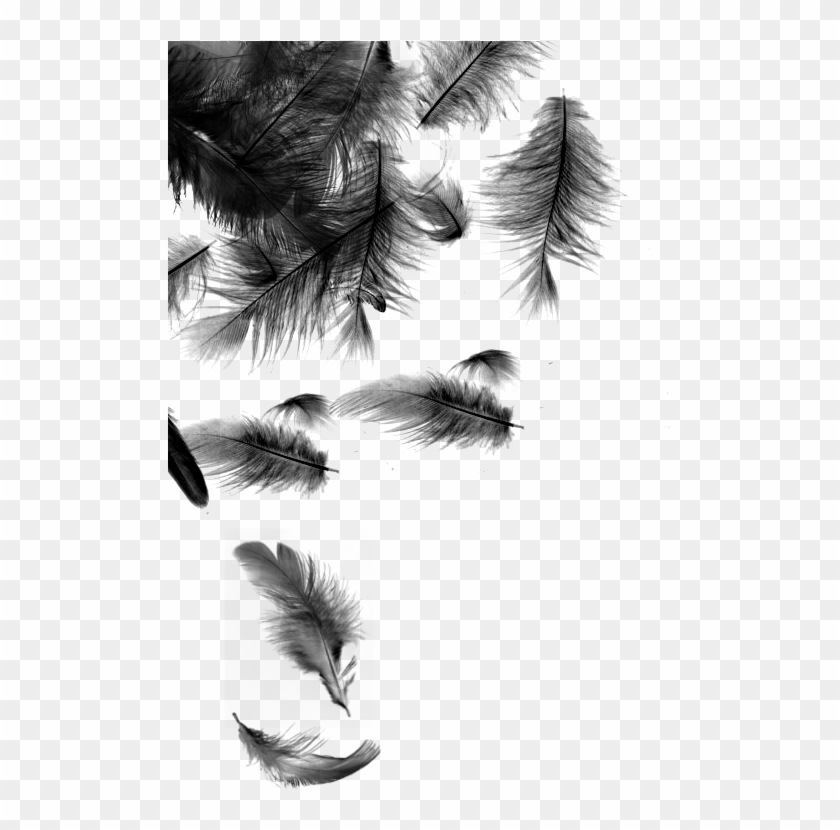 Download Black Feathers Falling , Png Download - Falling Black Feather