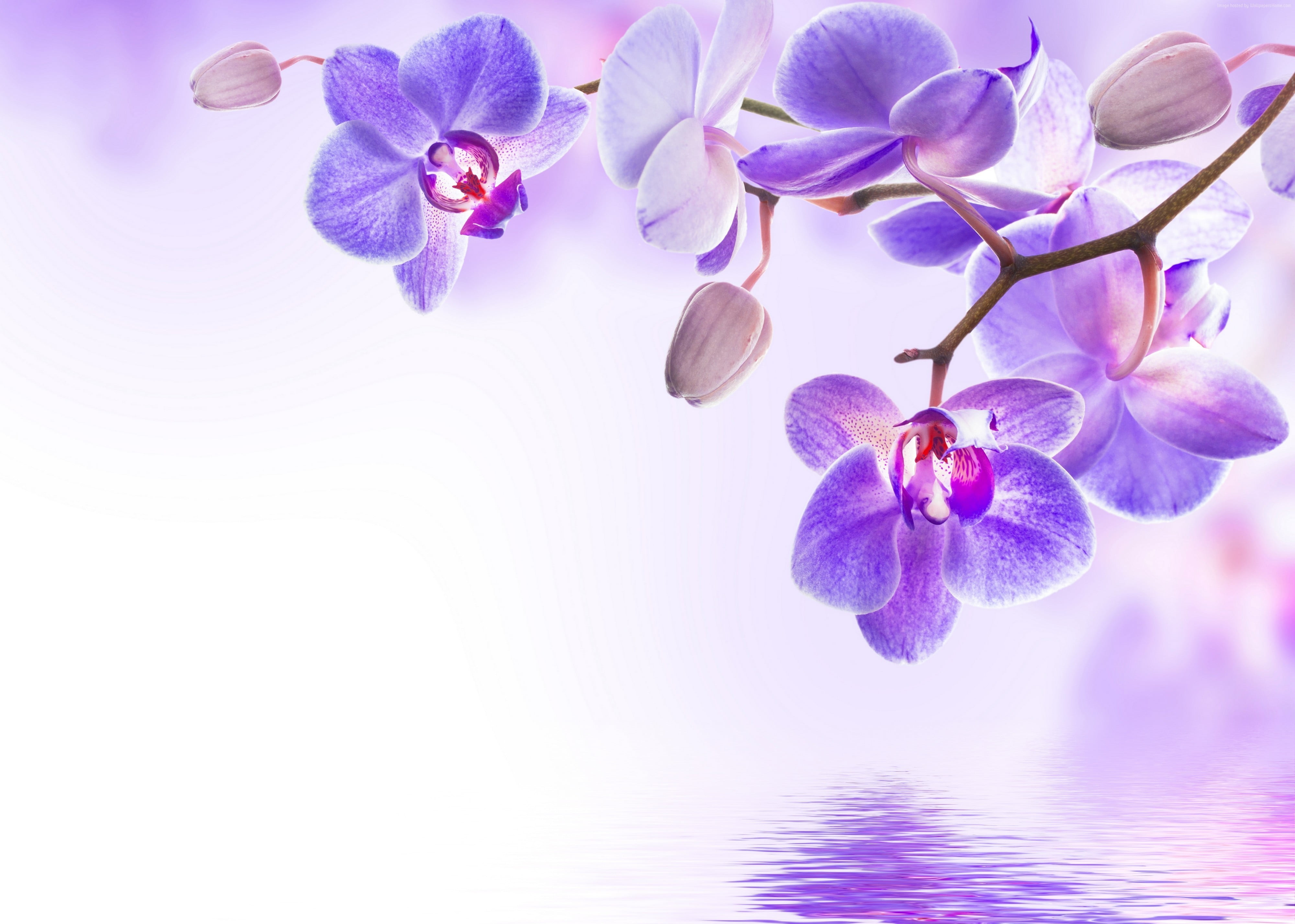 Flower Wallpaper Orchids , HD Wallpaper & Backgrounds
