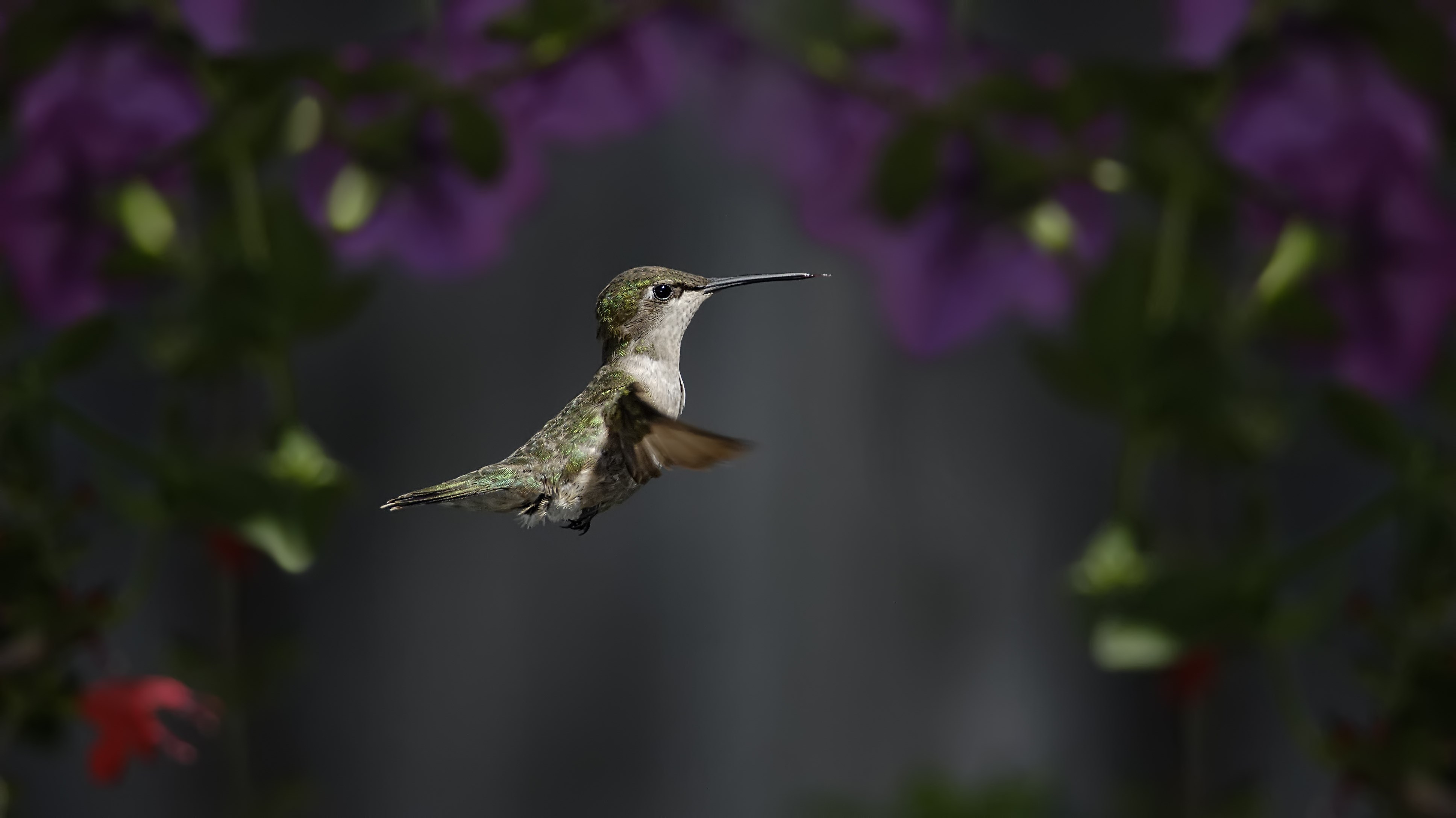 4k Hummingbird , HD Wallpaper & Backgrounds