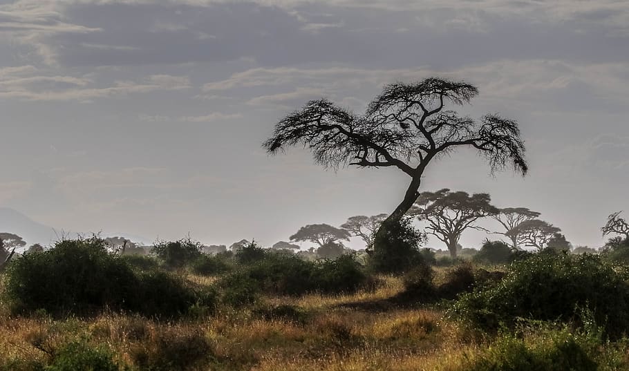 Africa, Kenya, Safari, Nature, Animal World, Landscape, - Tree , HD Wallpaper & Backgrounds