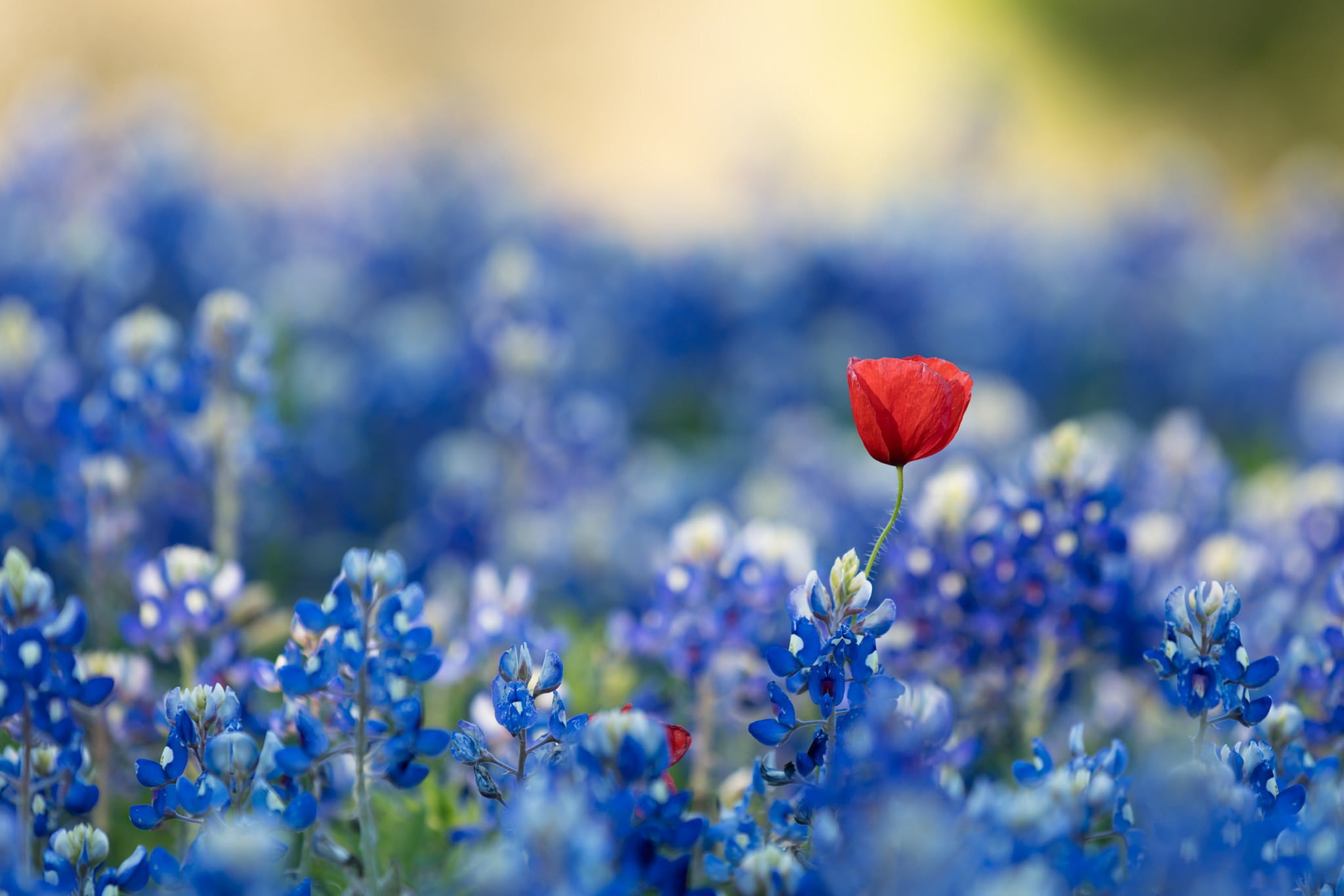 Blue And Red Flowers , HD Wallpaper & Backgrounds