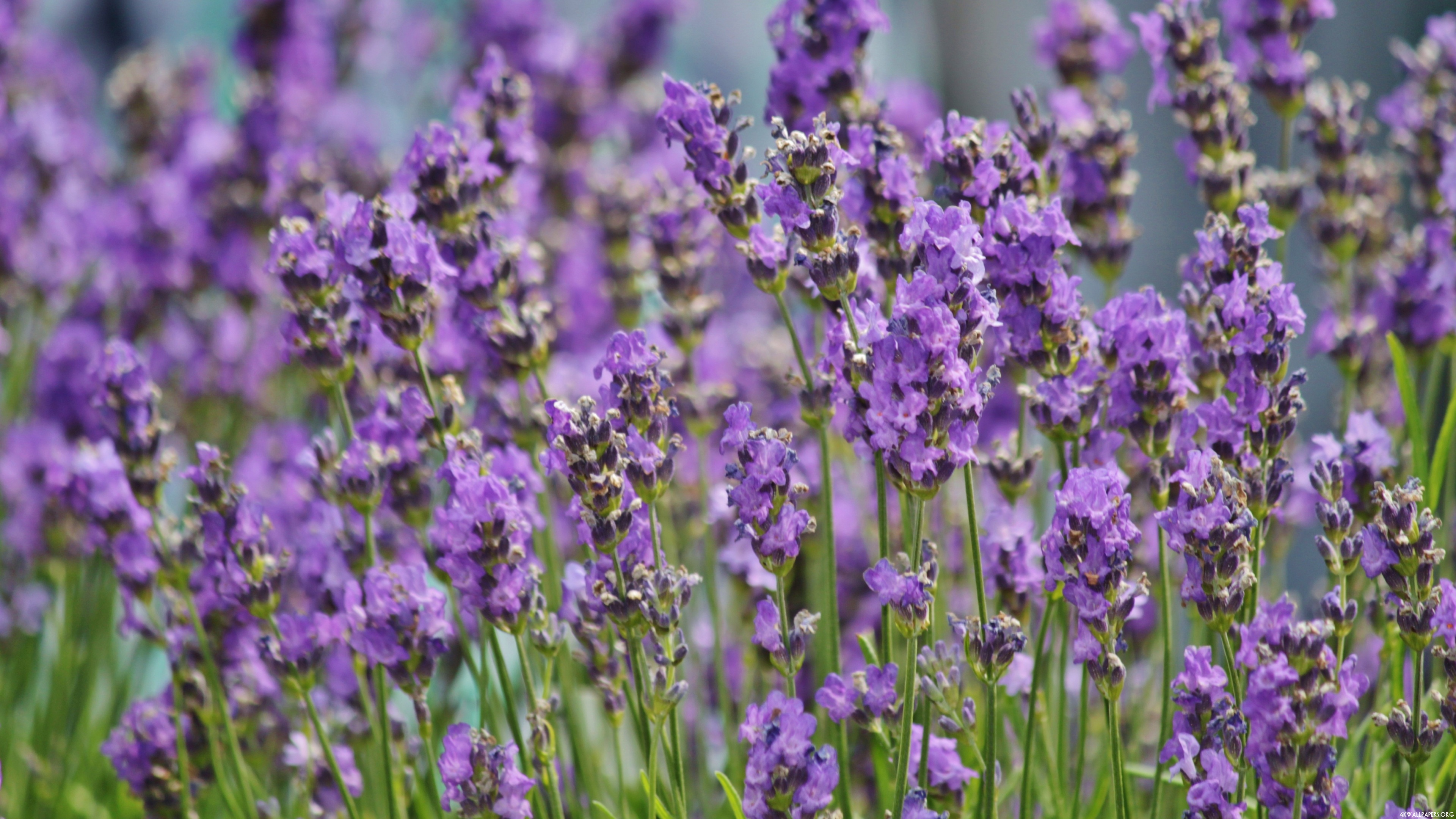 Purple Flowers Wallpaper - Lavender Flower , HD Wallpaper & Backgrounds
