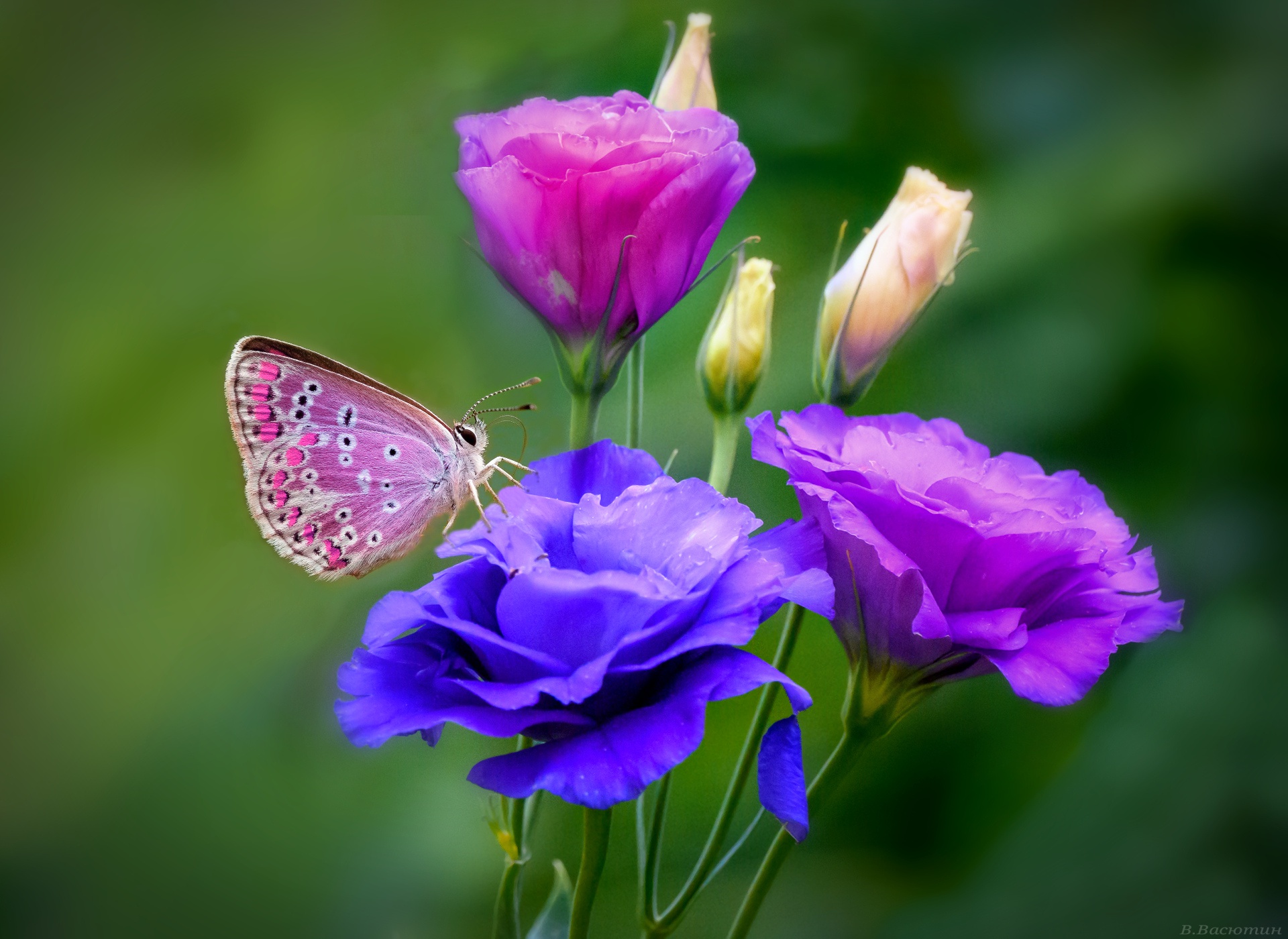 Animal Butterfly Flower Macro Blue Flower Purple Flower - Butterfly Hd , HD Wallpaper & Backgrounds