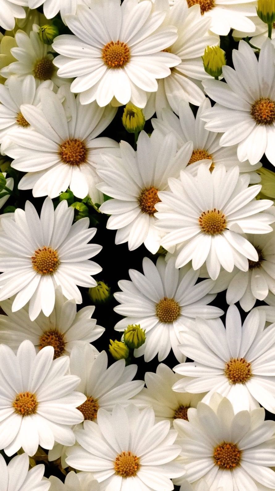 Daisies, Daisies, Perched Upon Your Forehead - Flores Margaritas , HD Wallpaper & Backgrounds