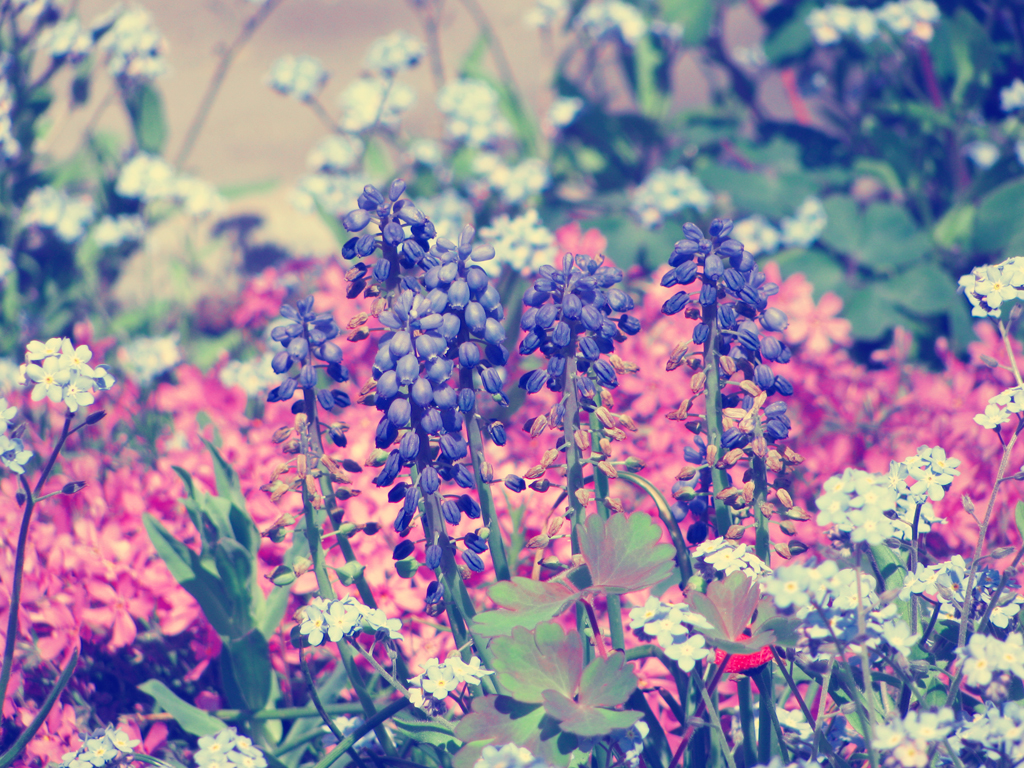 Purple Flowers - Flowers Purple , HD Wallpaper & Backgrounds