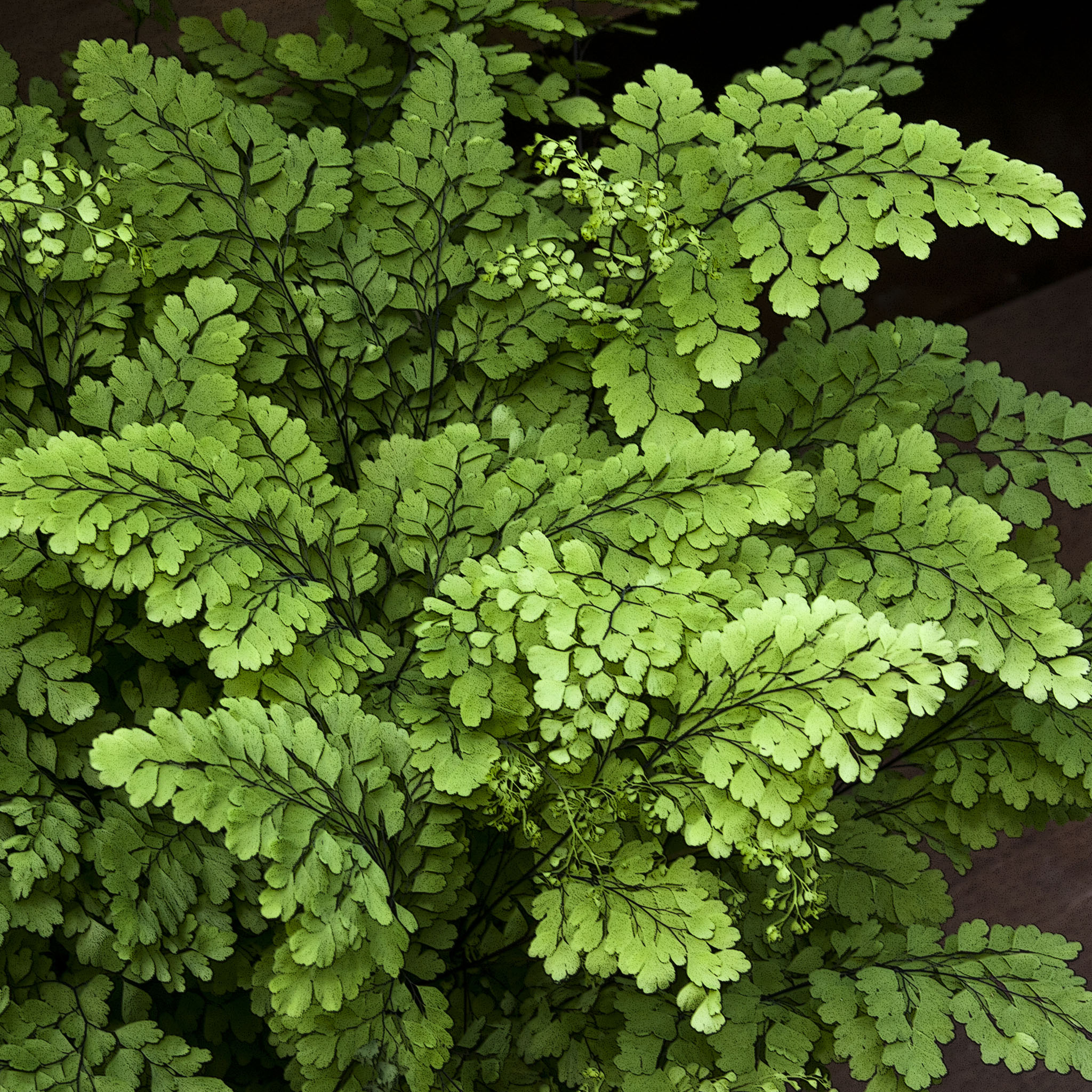 Green Fern Leaves Ipad Wallpaper - Fern , HD Wallpaper & Backgrounds
