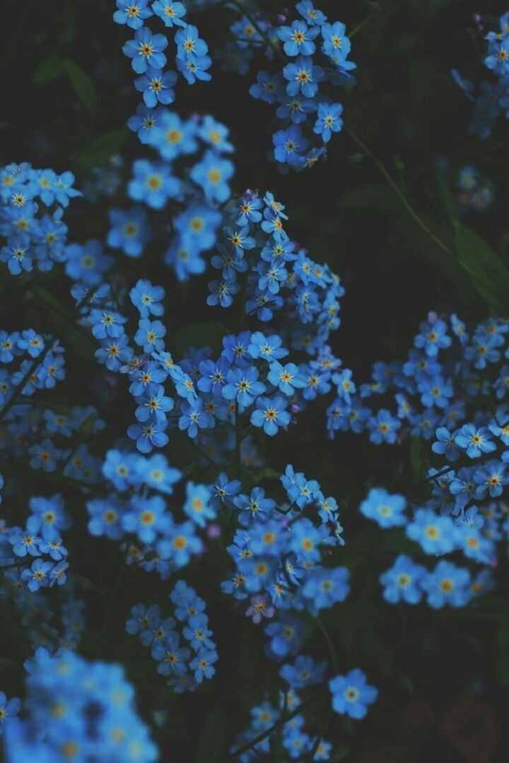 Aesthetic Wallpapers Blue Flowers , HD Wallpaper & Backgrounds