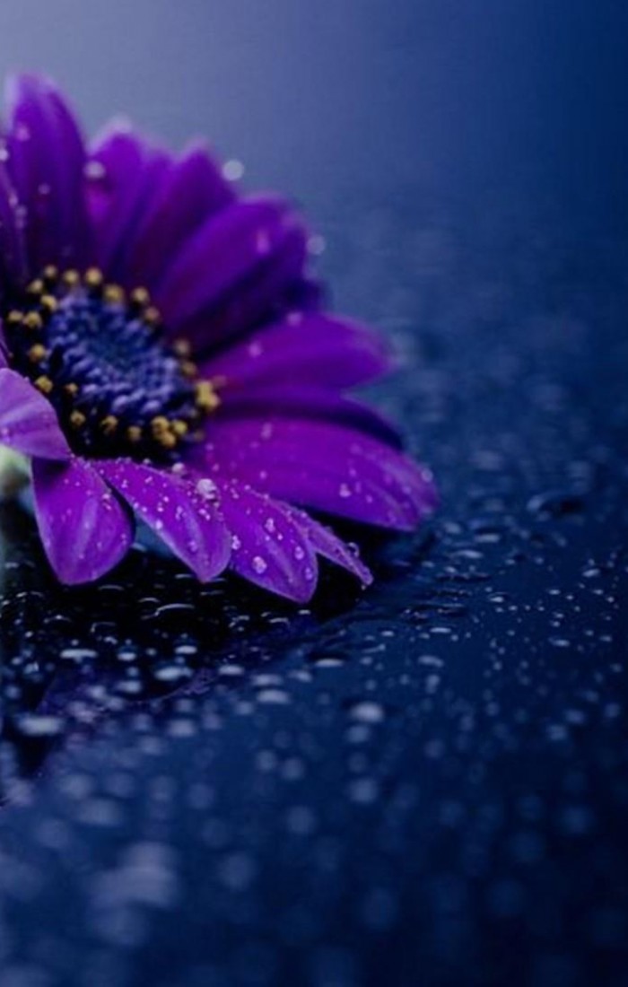 White And Purple Flower On Glass With Water Drizzle - Hd Wallpapers Purple Flowers , HD Wallpaper & Backgrounds