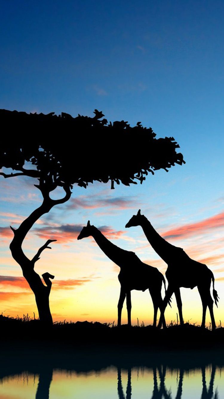 Giraffes In The Sunset , HD Wallpaper & Backgrounds