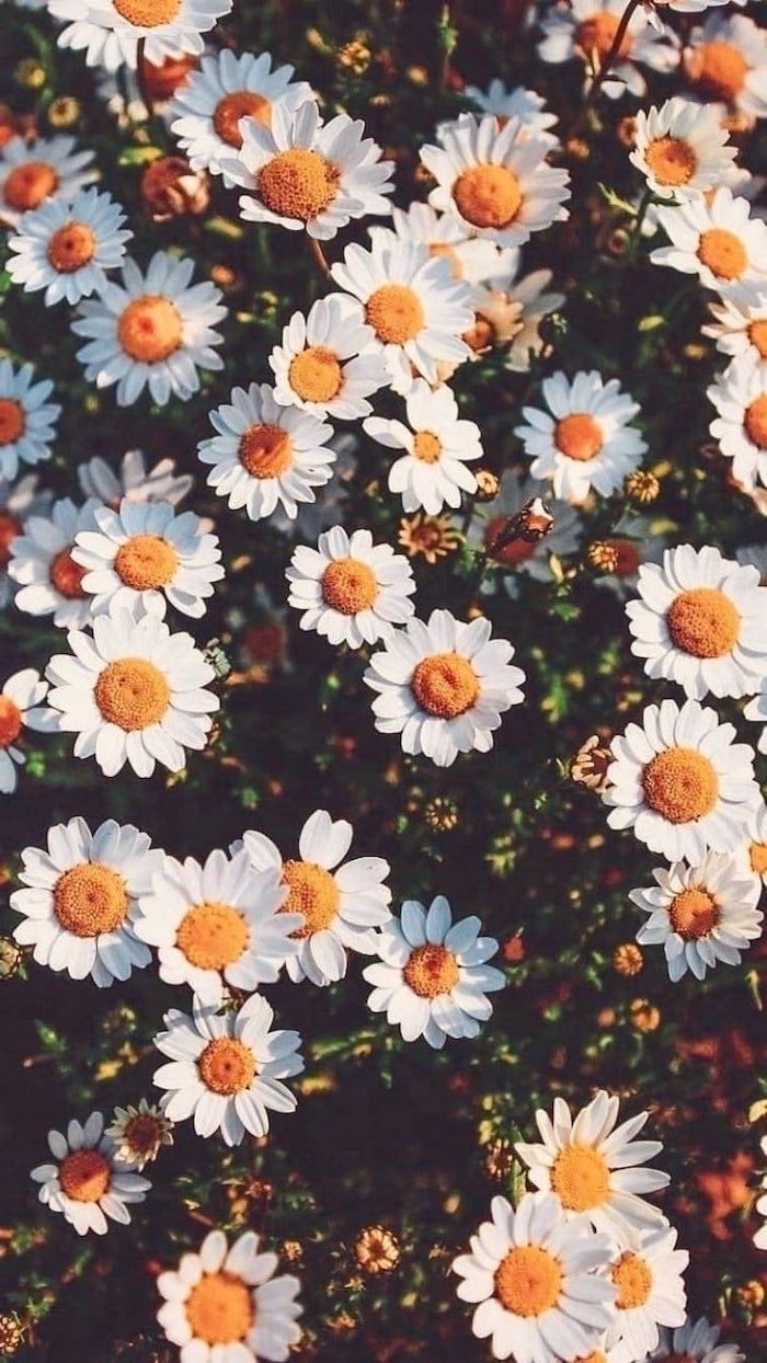 Iphone Daisy Background , HD Wallpaper & Backgrounds