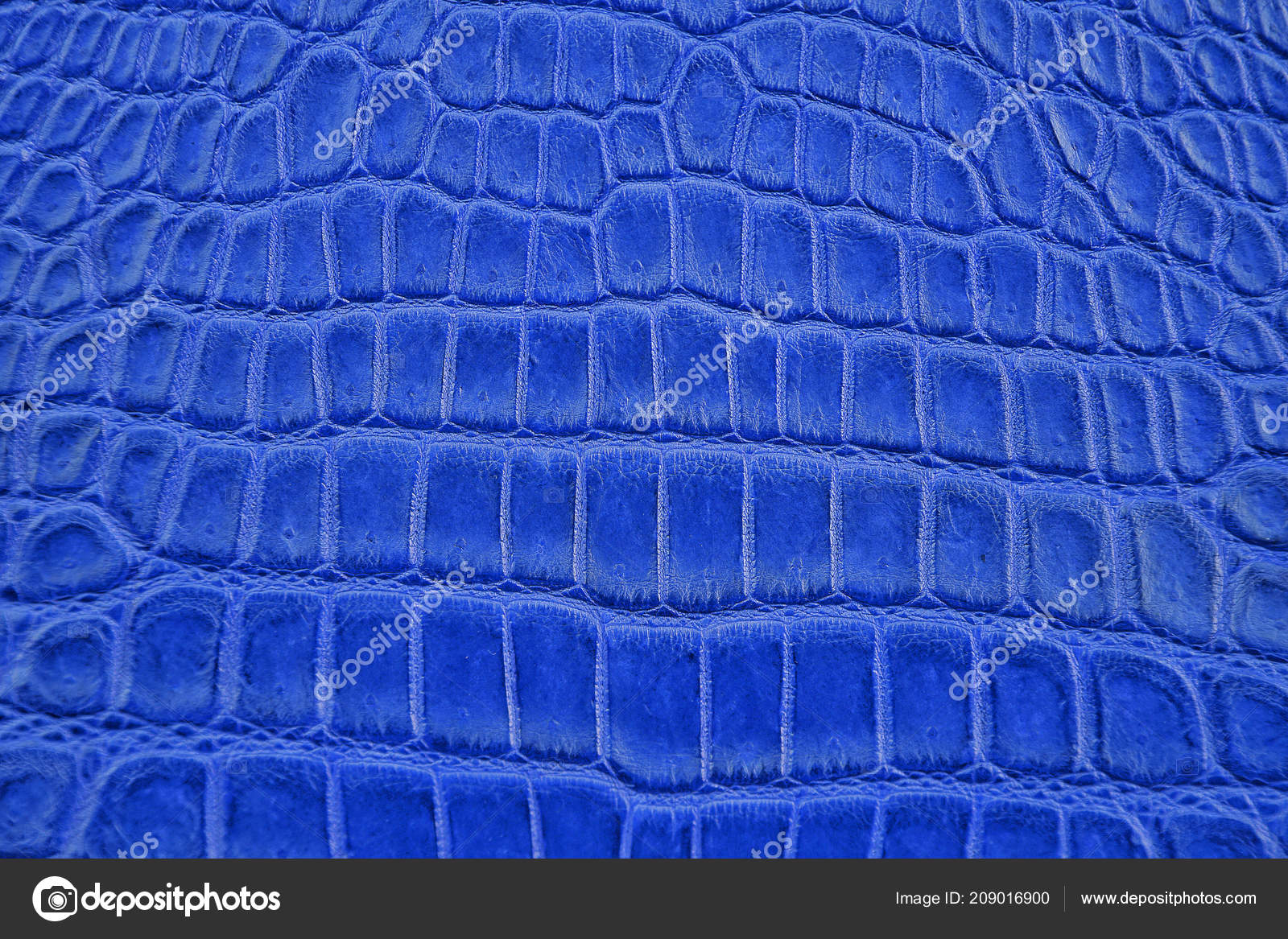 Close Navy Blue Crocodile Alligator Belly Skin Texture - Leather , HD Wallpaper & Backgrounds