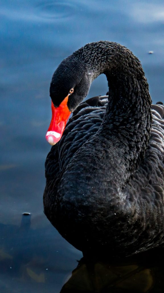 Bird Black Swan , HD Wallpaper & Backgrounds