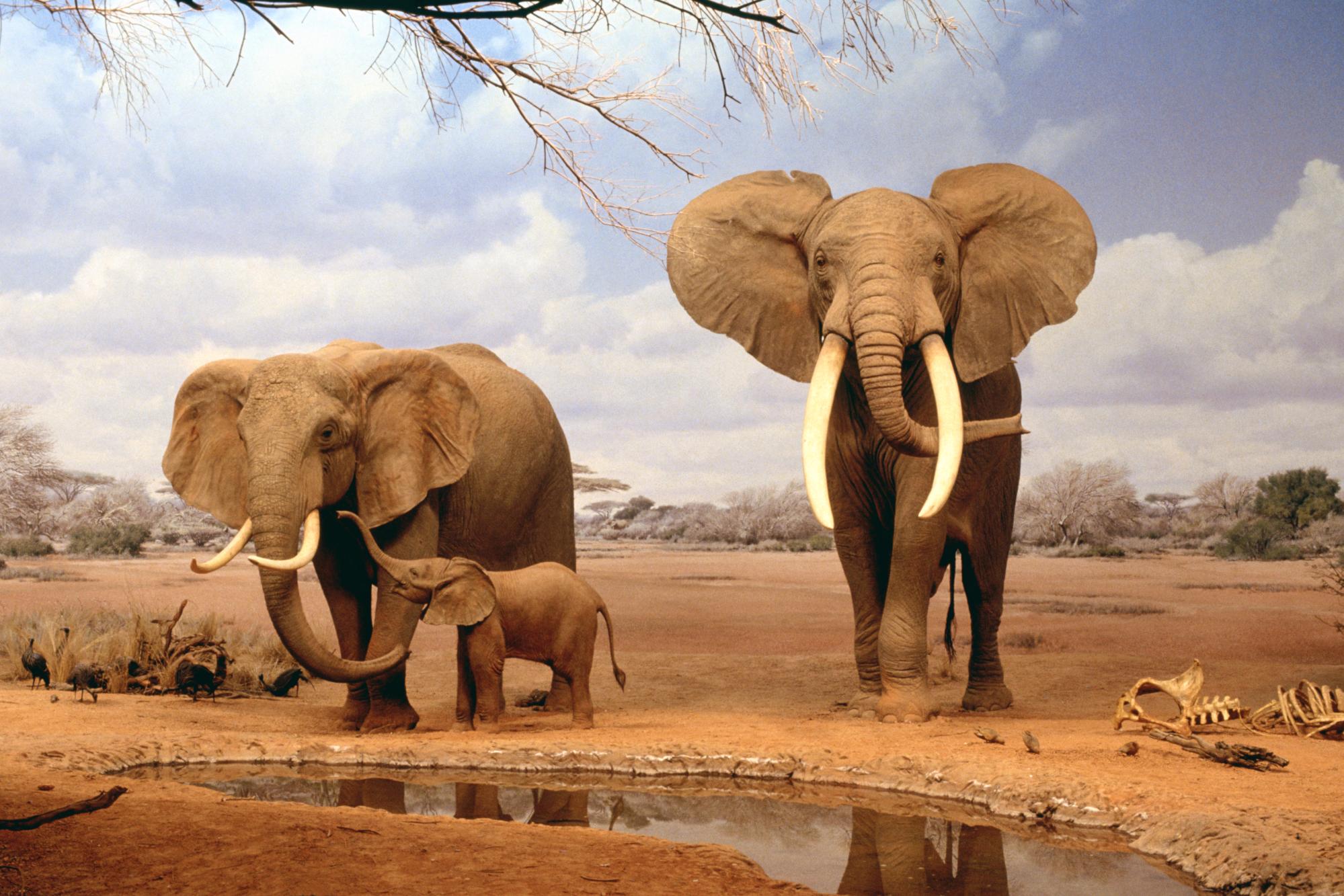 Africa Elephants Summer Animals Desktop Wallpaper Full - Female And Male Elephants , HD Wallpaper & Backgrounds