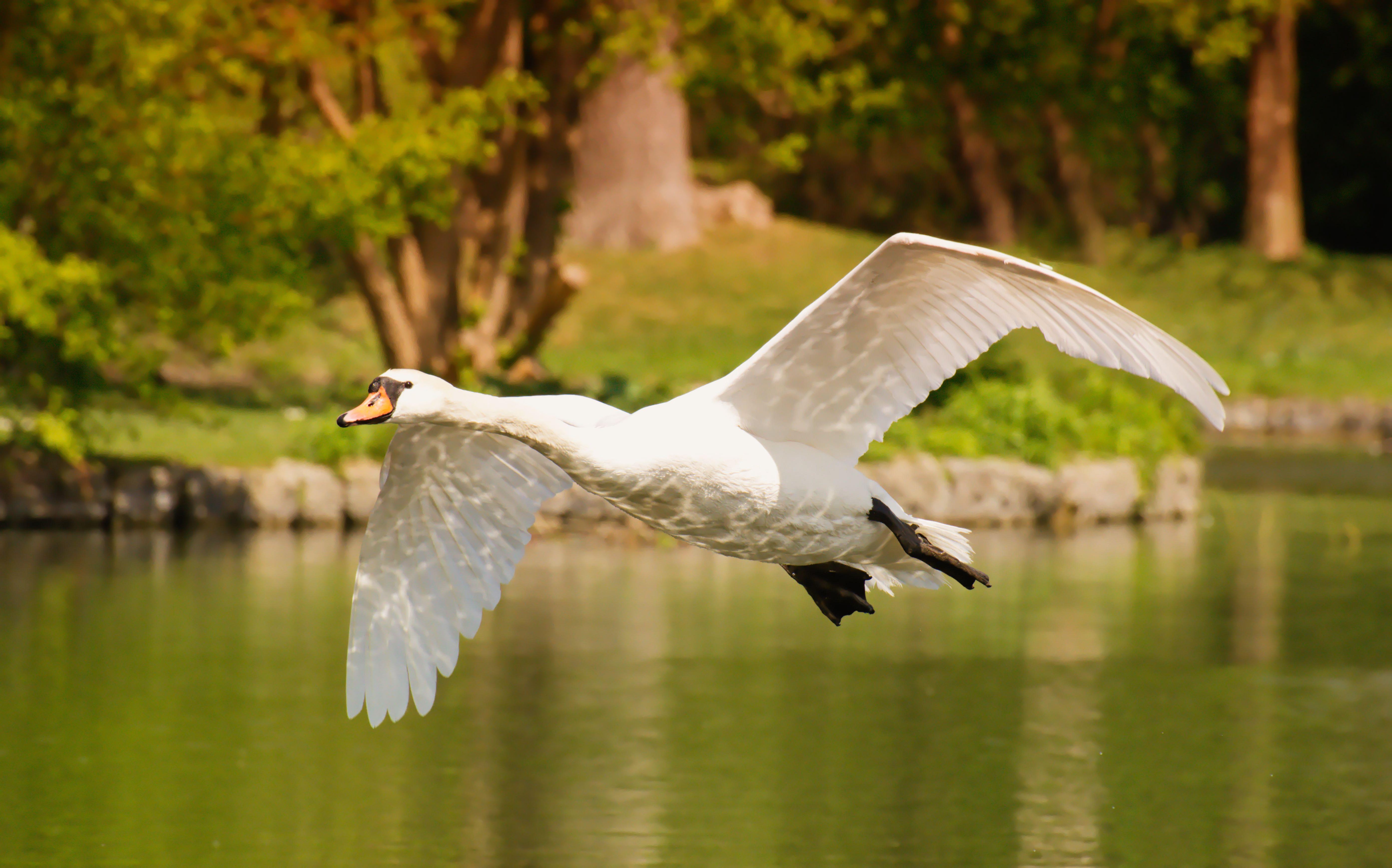 Swan In Flight , HD Wallpaper & Backgrounds