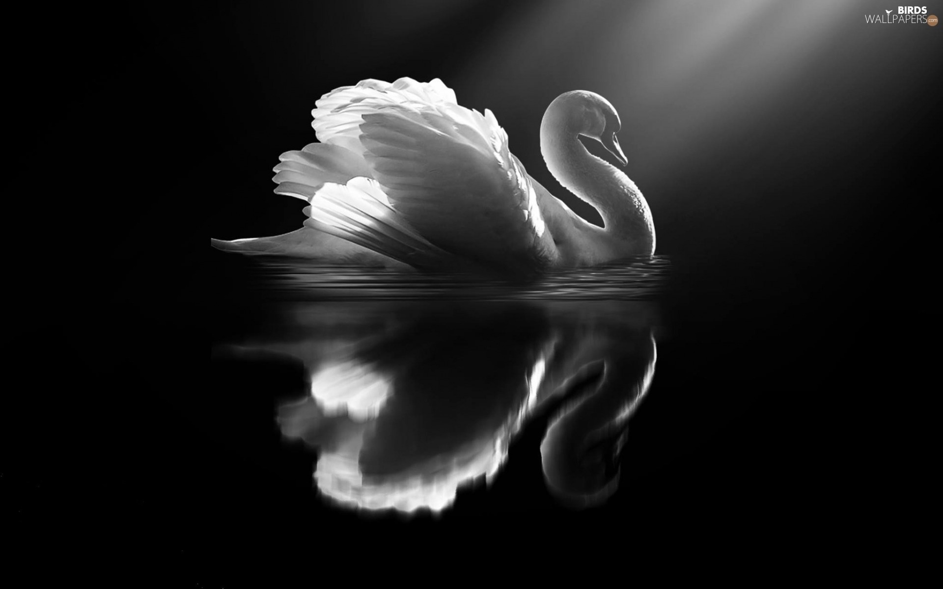 Swan Background Image - Black Swan Wallpaper Hd , HD Wallpaper & Backgrounds
